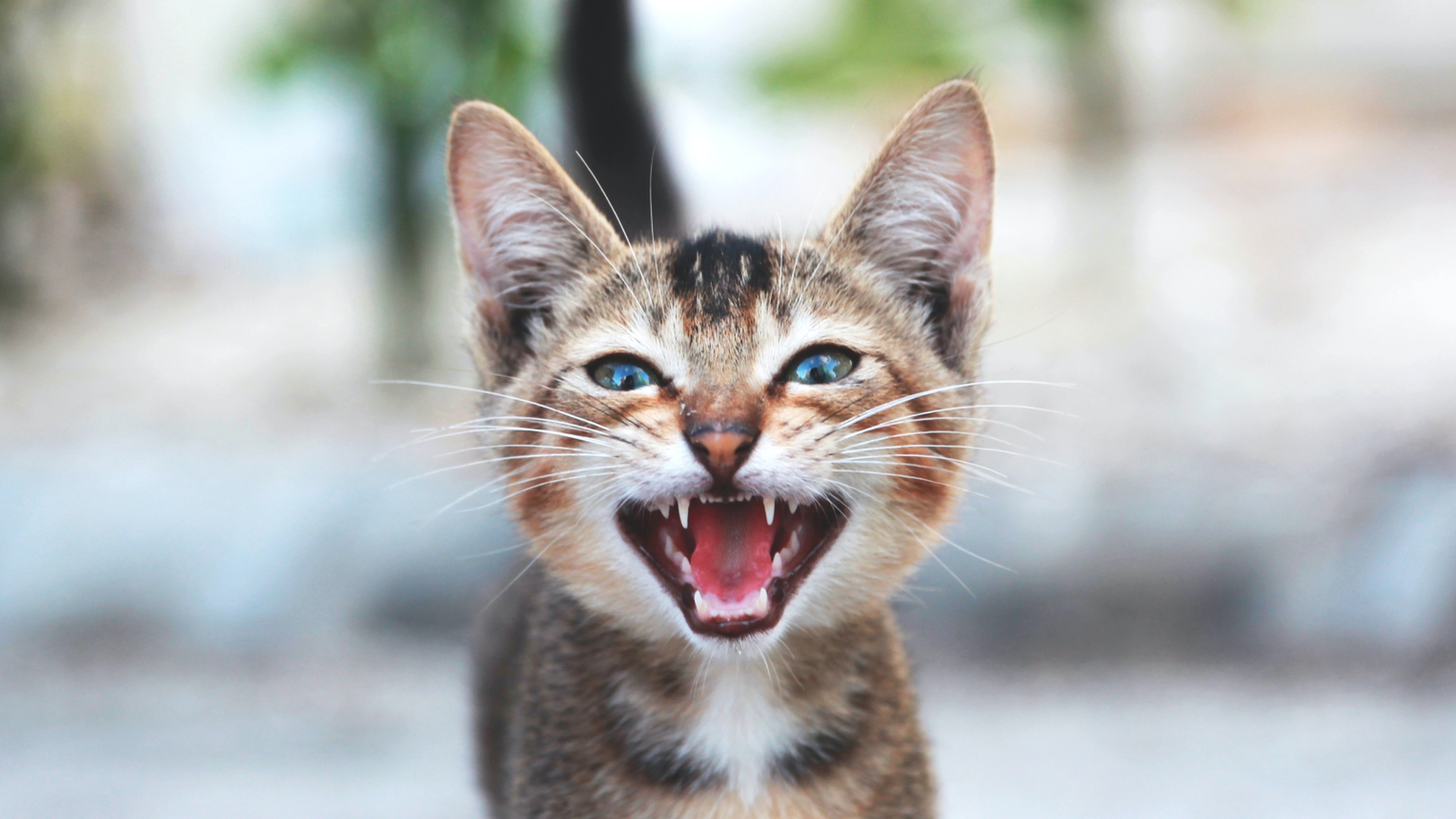 What Sounds Do Happy Cats Make?