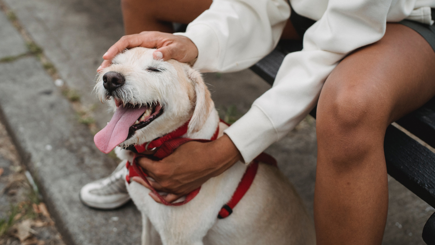 How Much Do Rescue Dogs Cost Uk