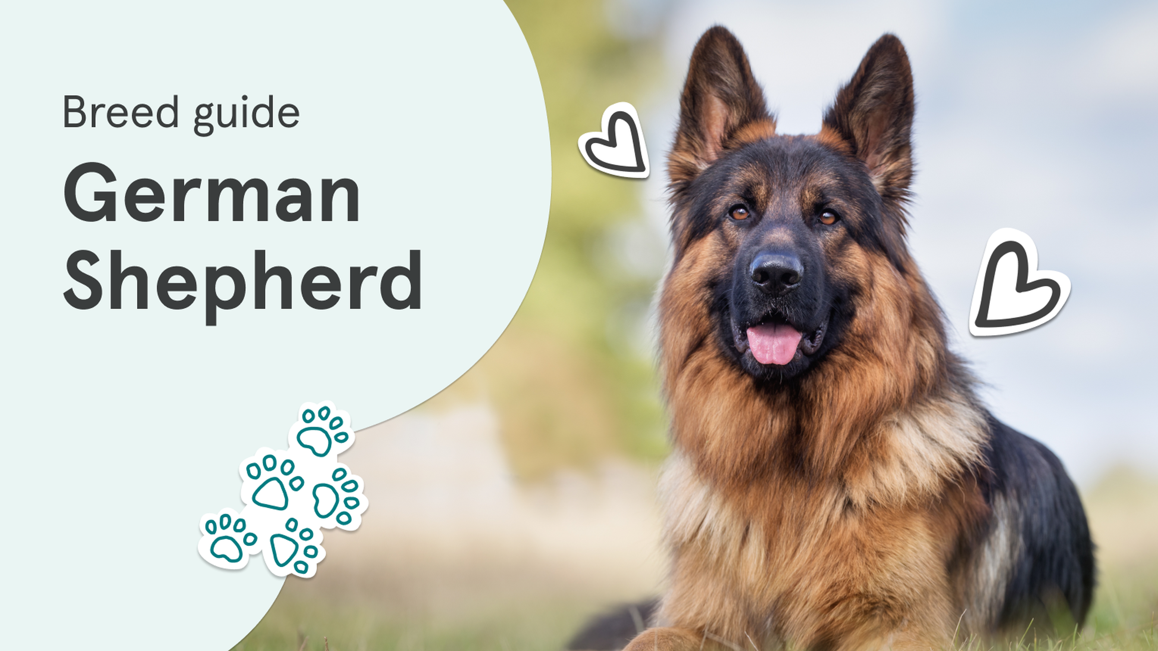 Medium haired german clearance shepherd