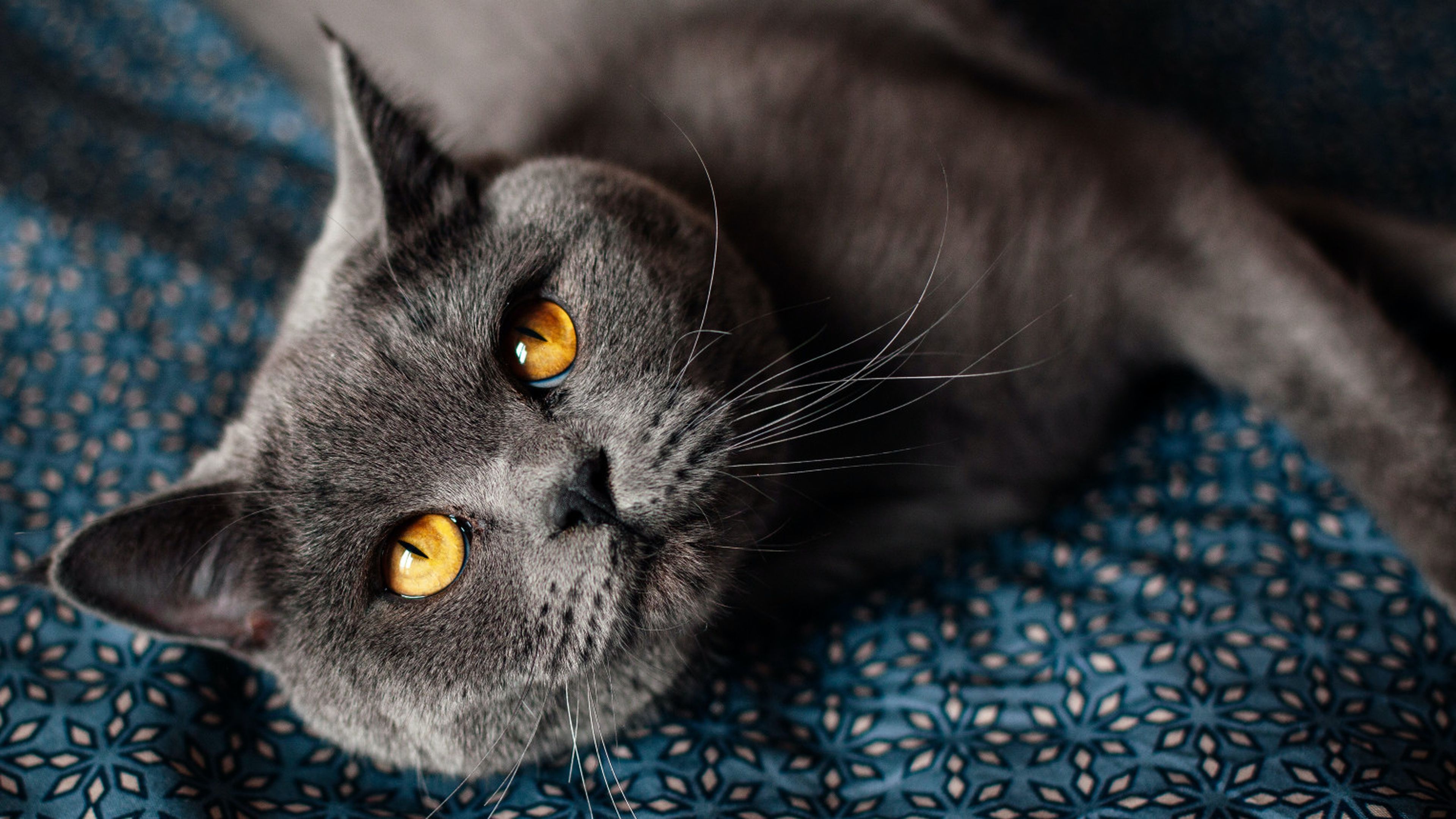 British blue cheap hair cat