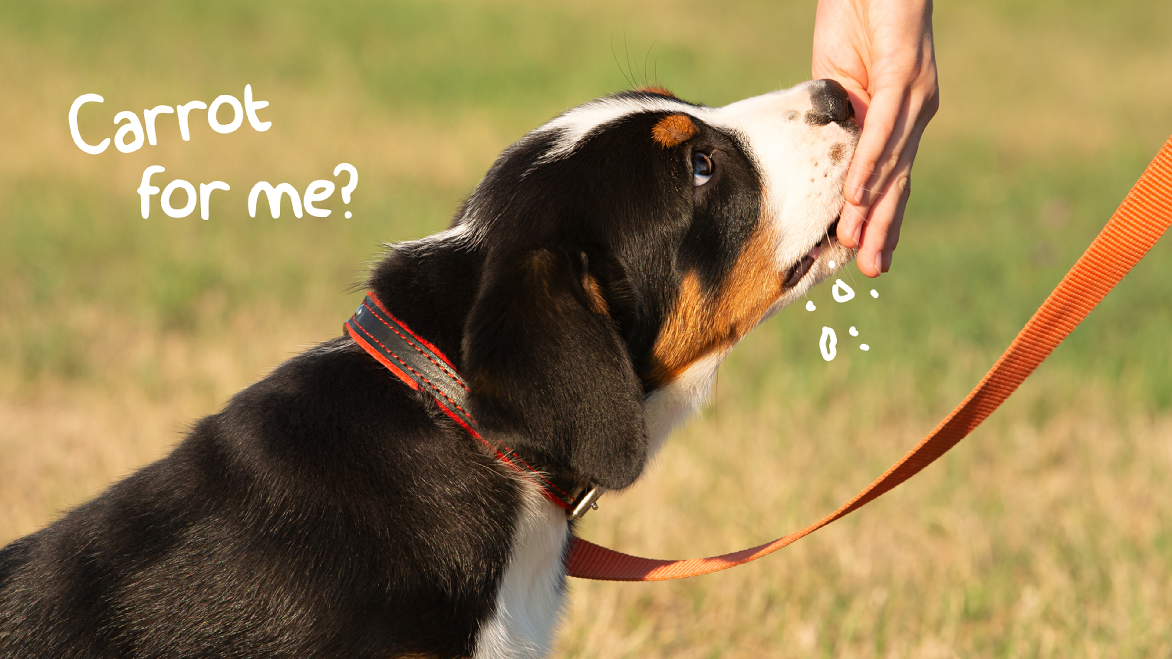 Can puppies best sale eat raw carrot