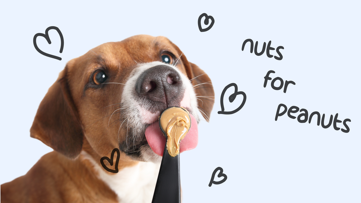 Can puppies have peanut butter? Napo Pet Care