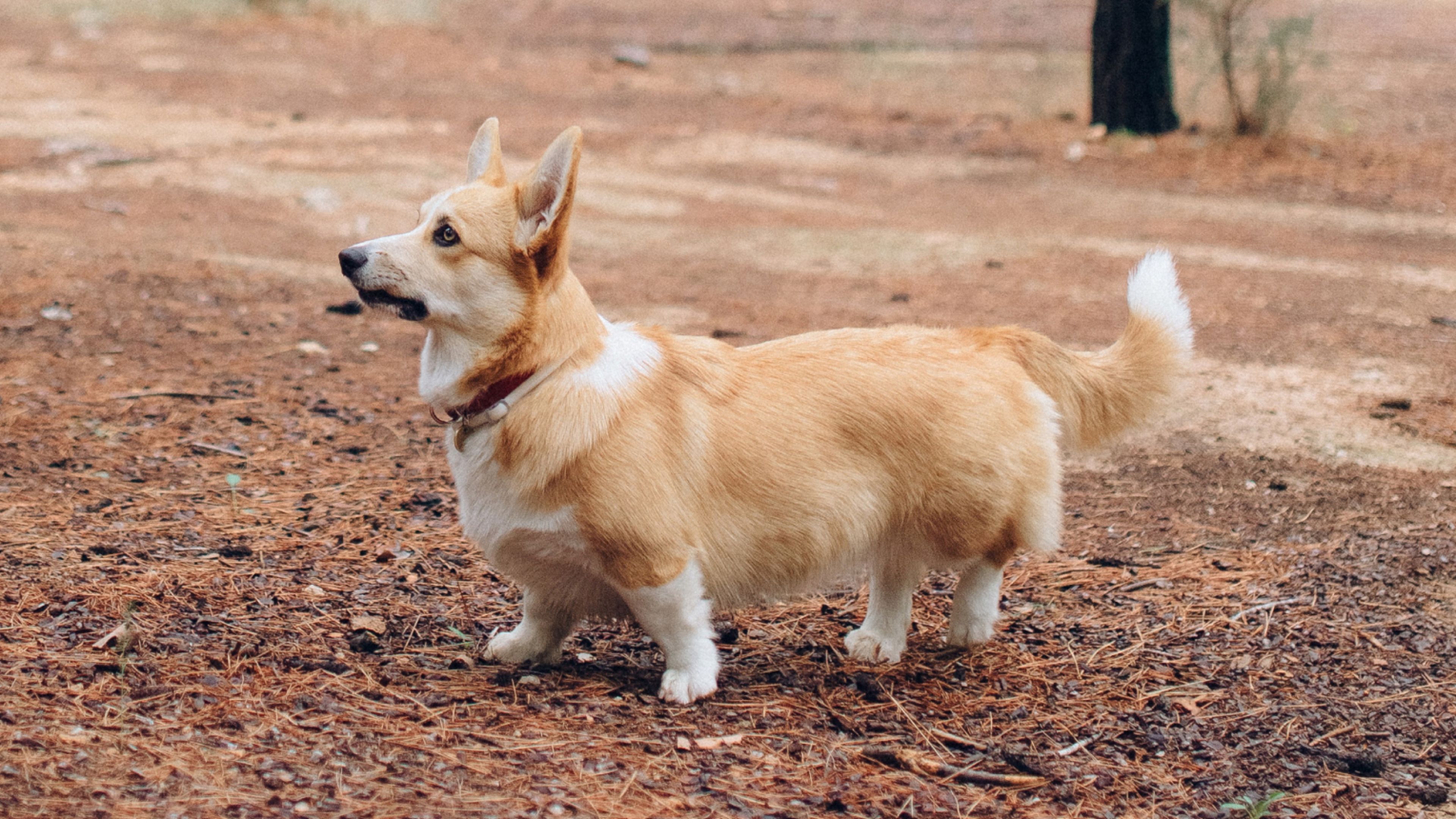 does the pembroke welsh corgi bark a lot