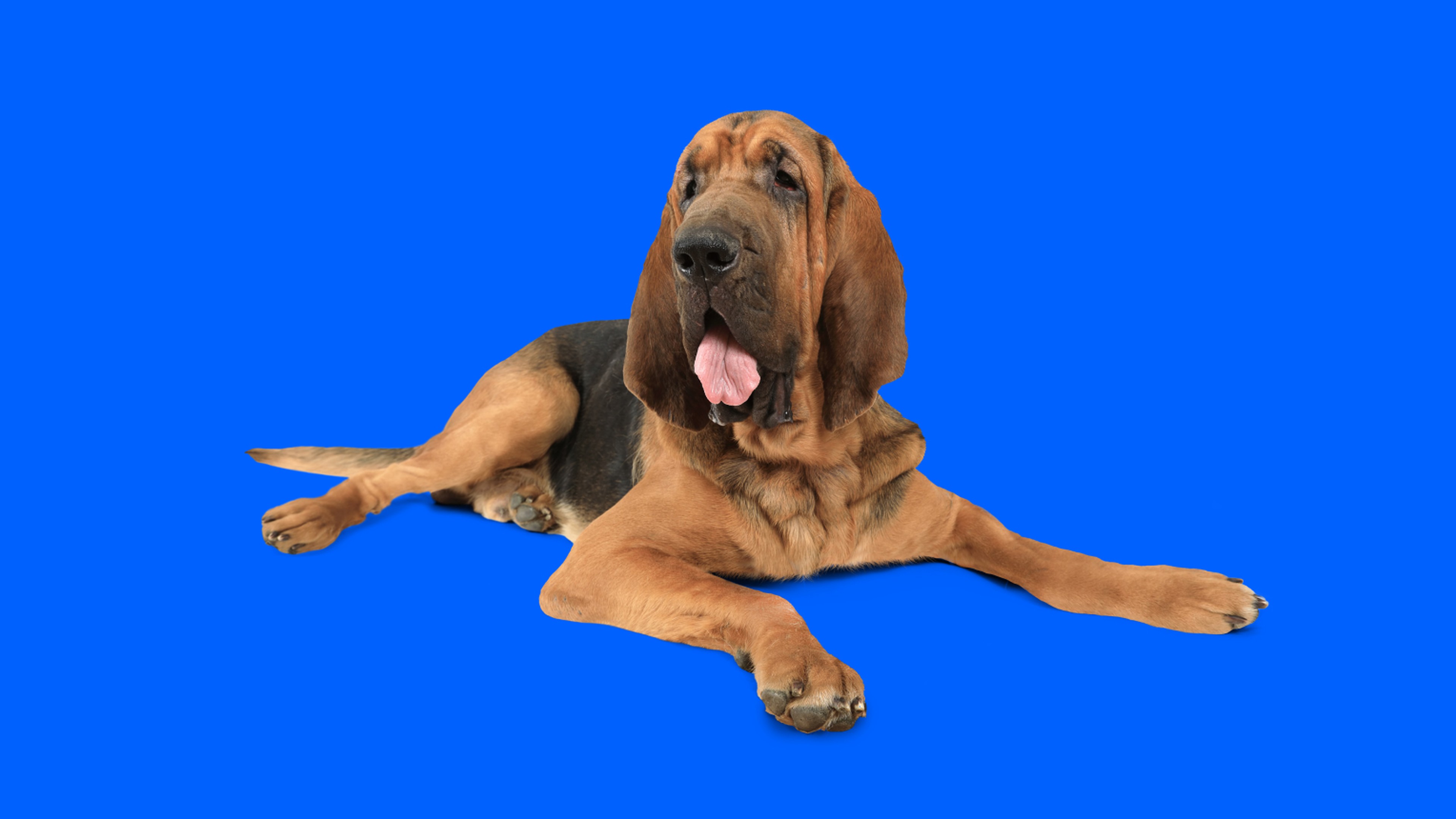 can bloodhounds smell better than other dogs