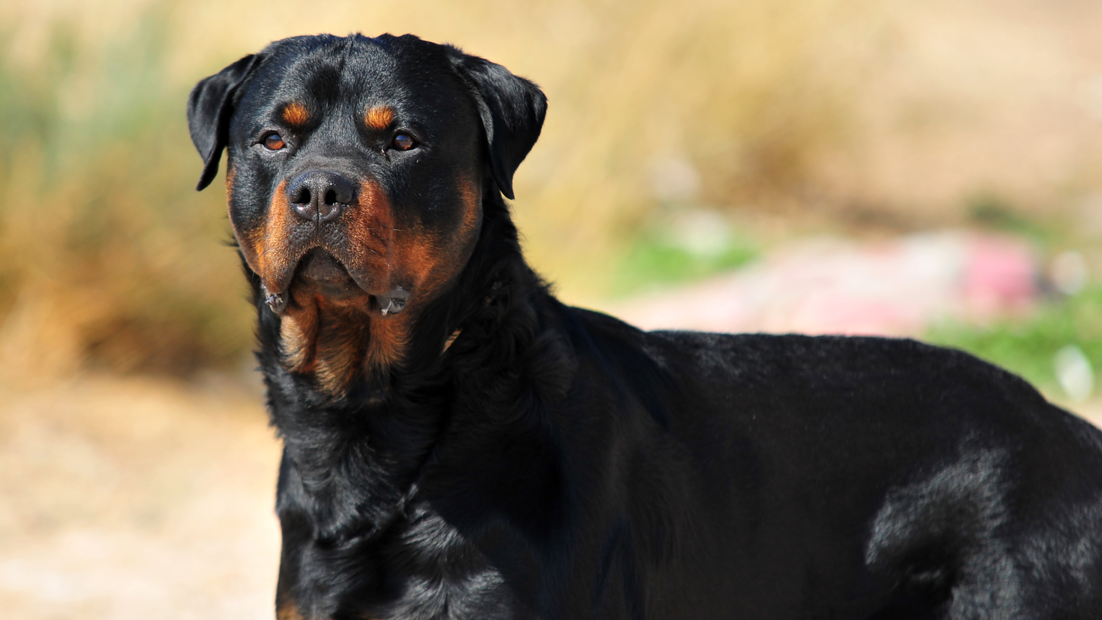 Rottweiler shedding clearance brush