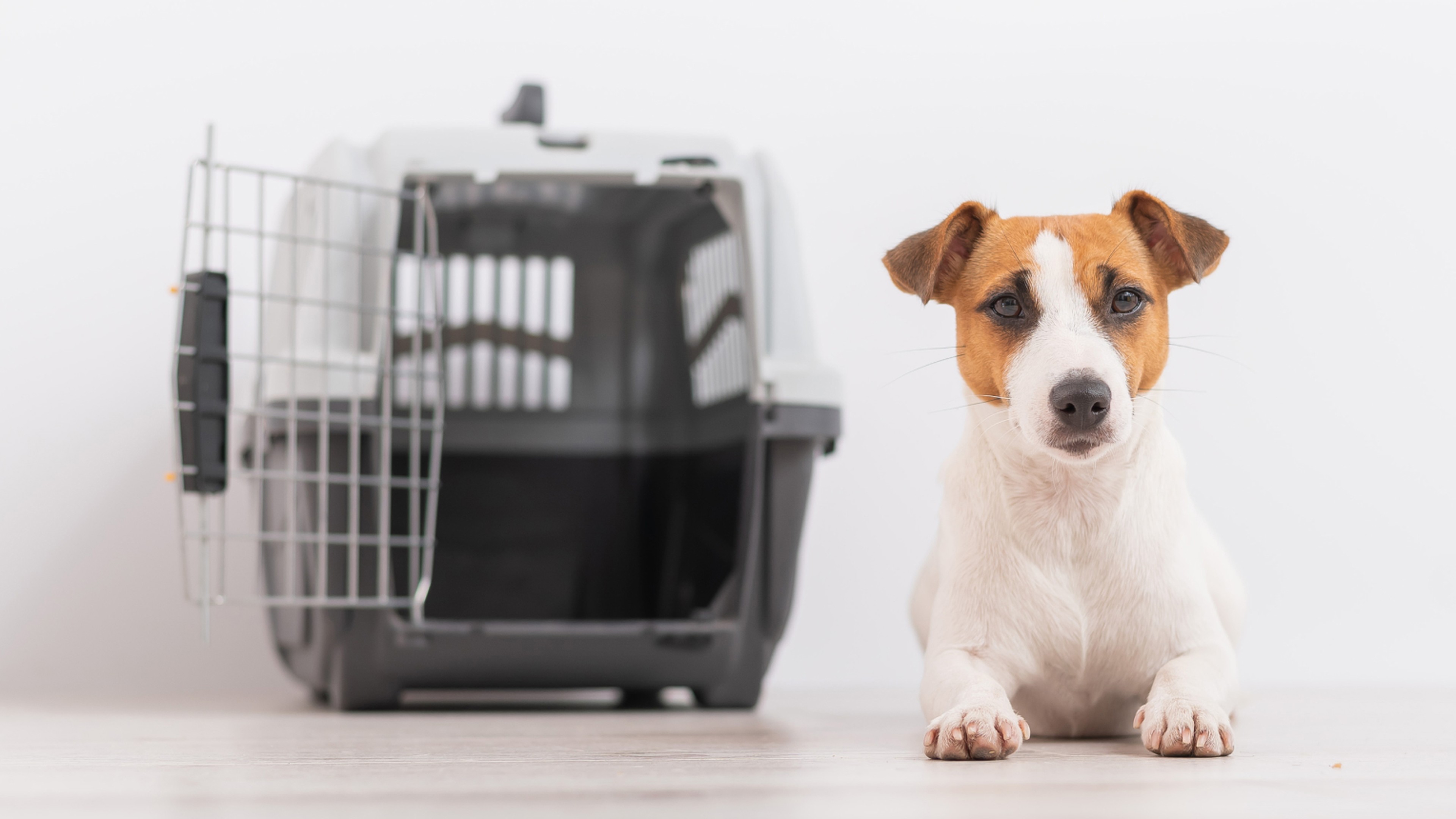 Rehoming dogs new arrivals from abroad