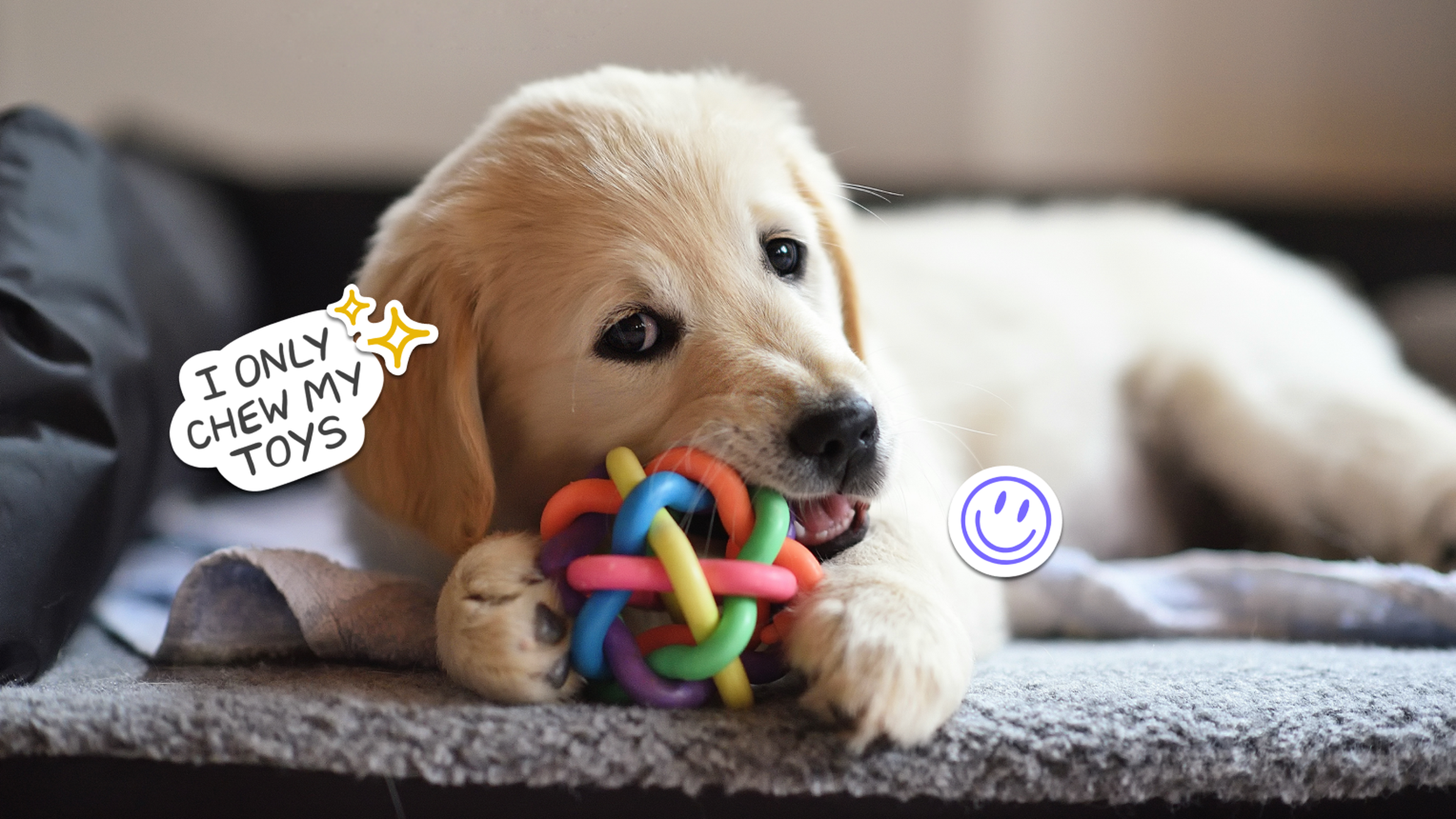 How to stop puppy biting and train your puppy not to bite Napo