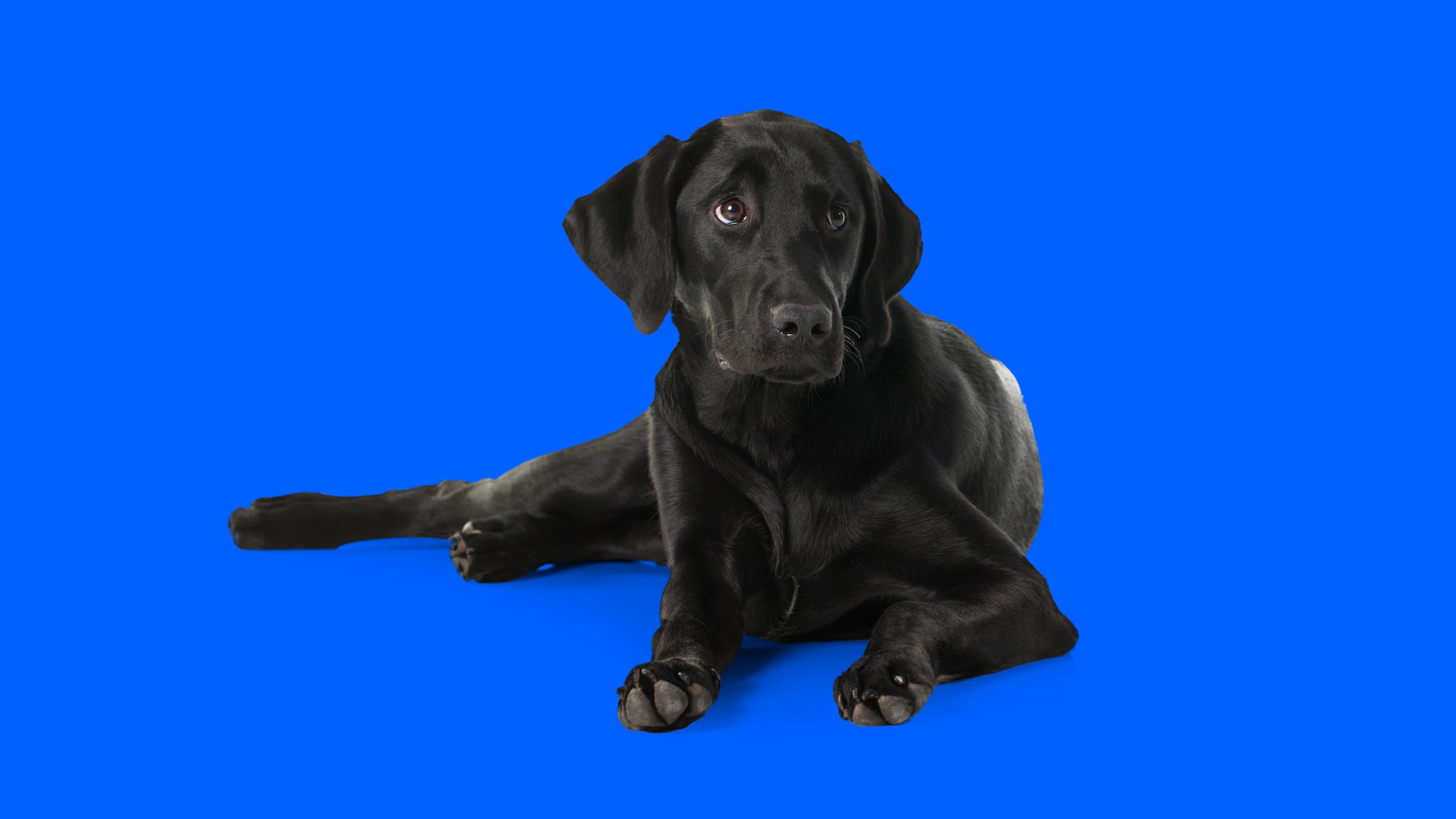 Stockton Retrievers:  Everything You Need To Know Before Buying - 04jifp4