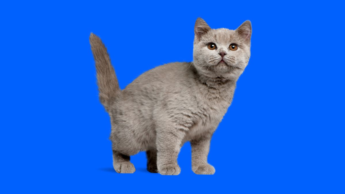 Everything you need to know about British Shorthair Cats Napo Pet Care