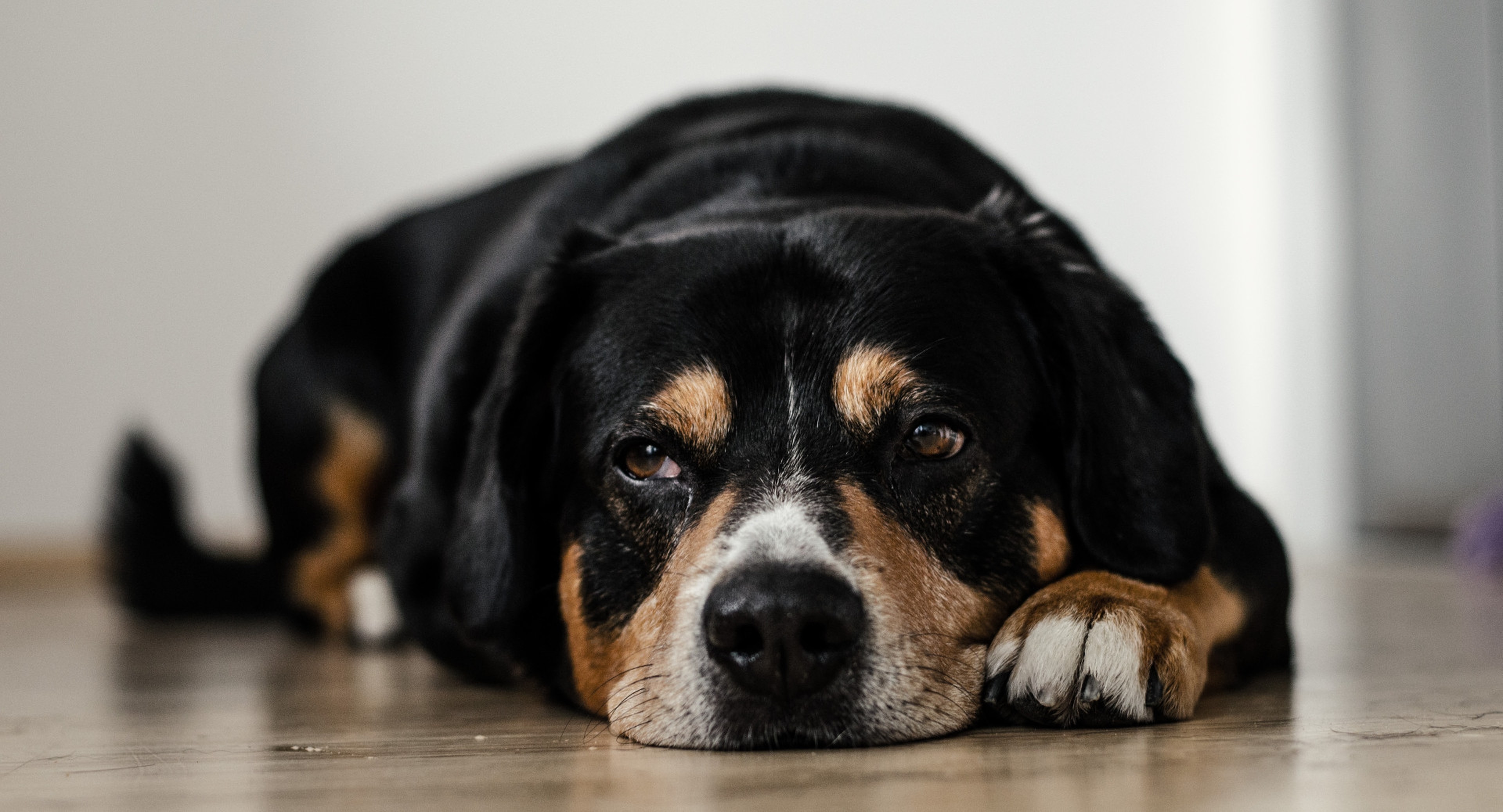 Dog depressed hot sale with cone