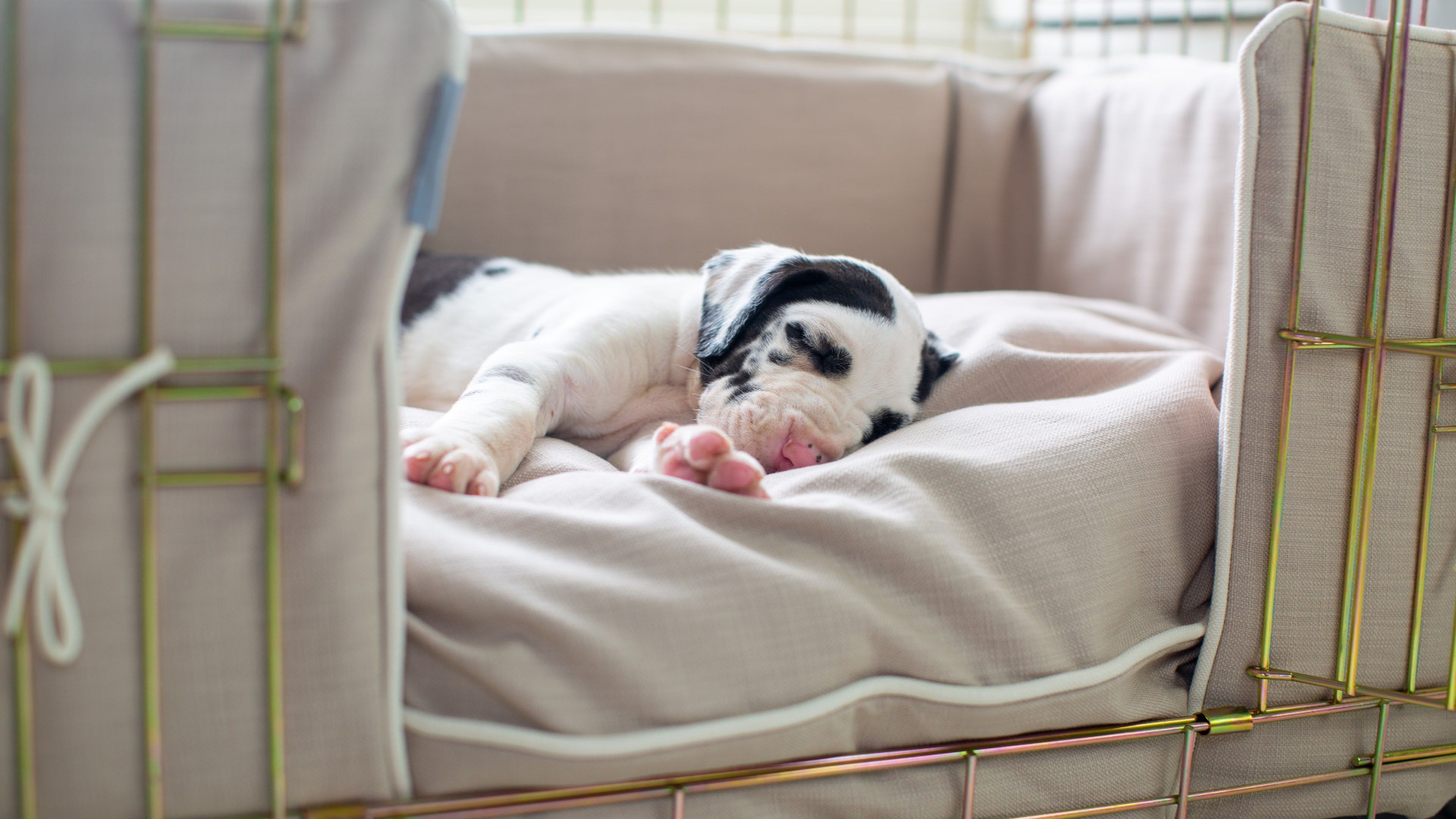 How long to let puppy hotsell cry in crate at night