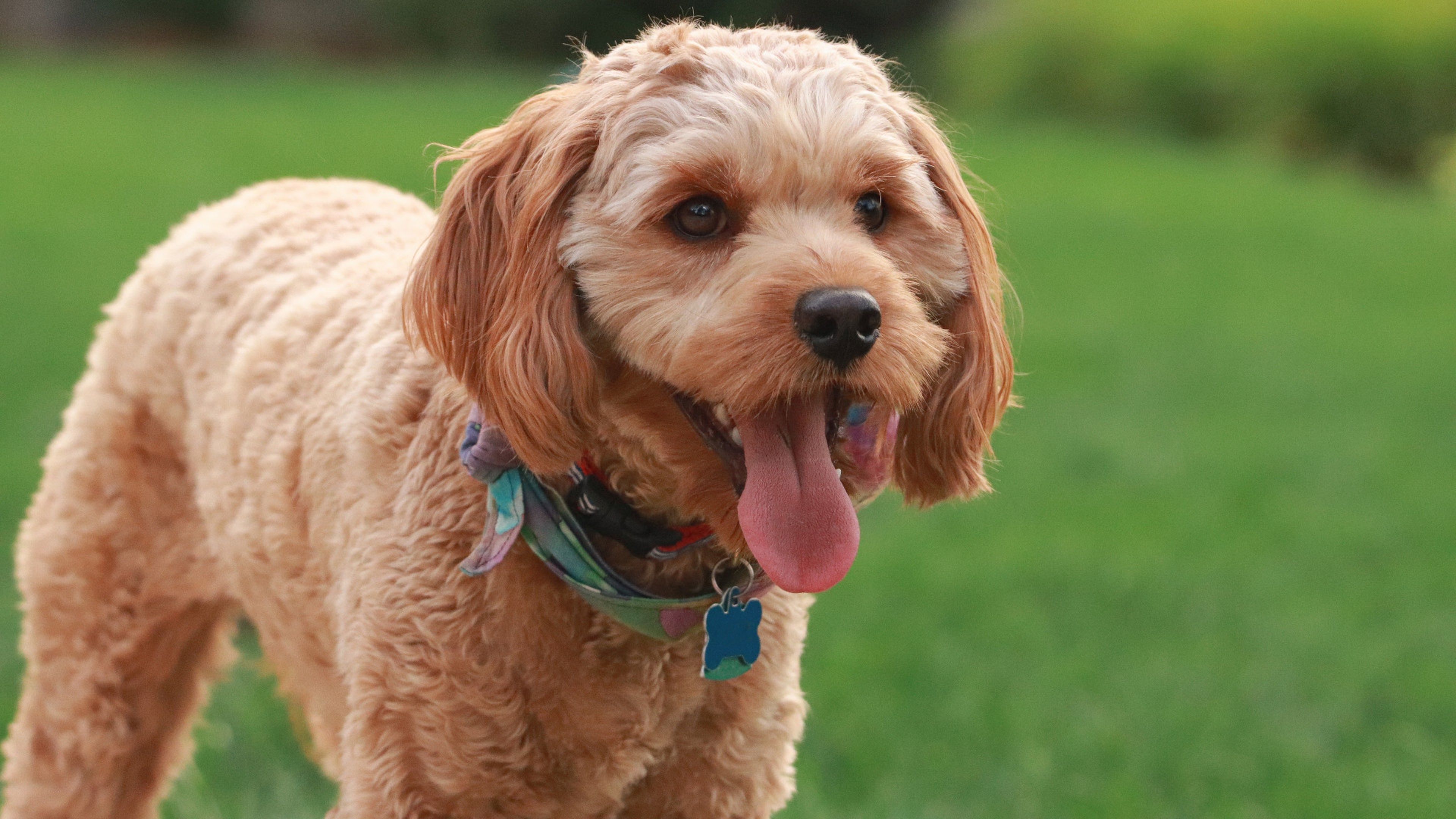 Cavapoo easy best sale to train