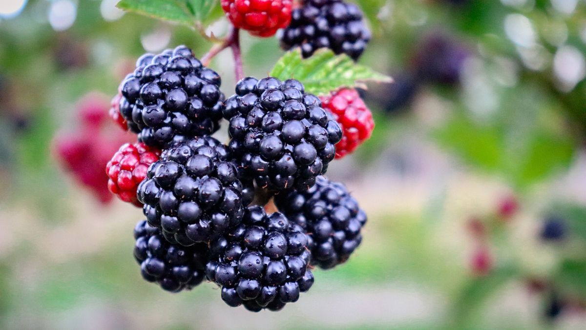 Can dogs eat blackberries? Napo Pet Care