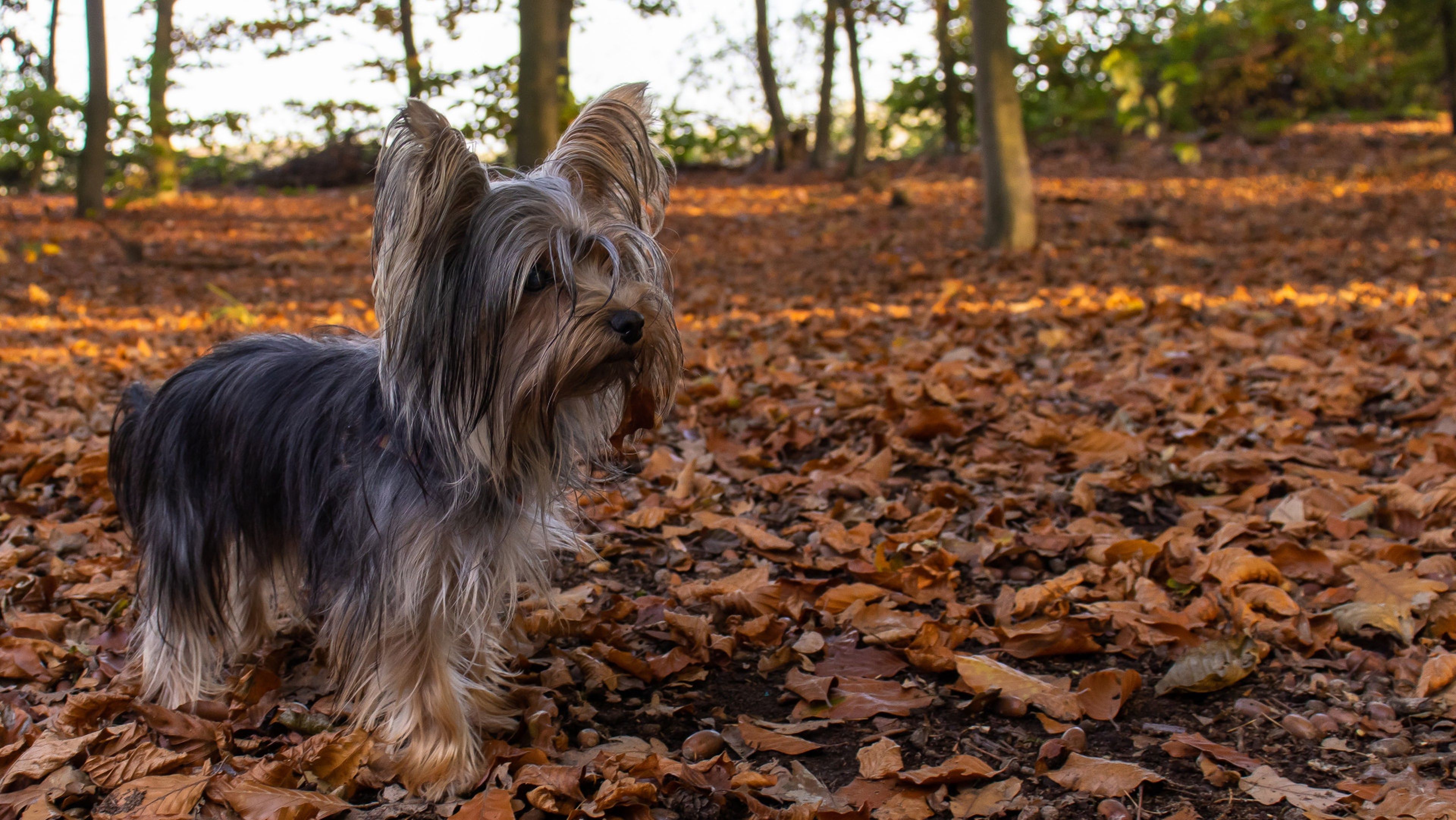 are yorkies prone to ear infections