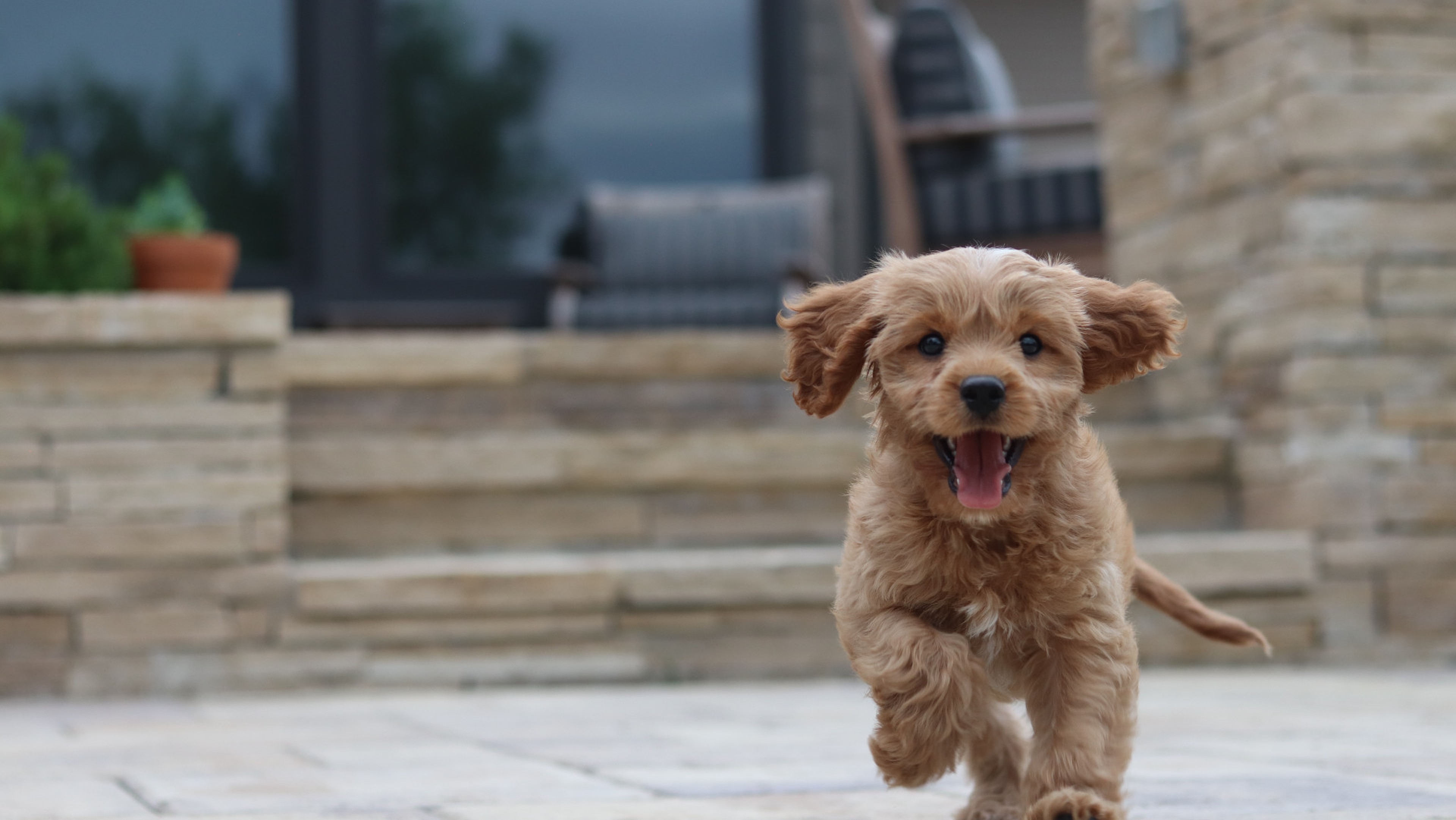 excited happy puppy