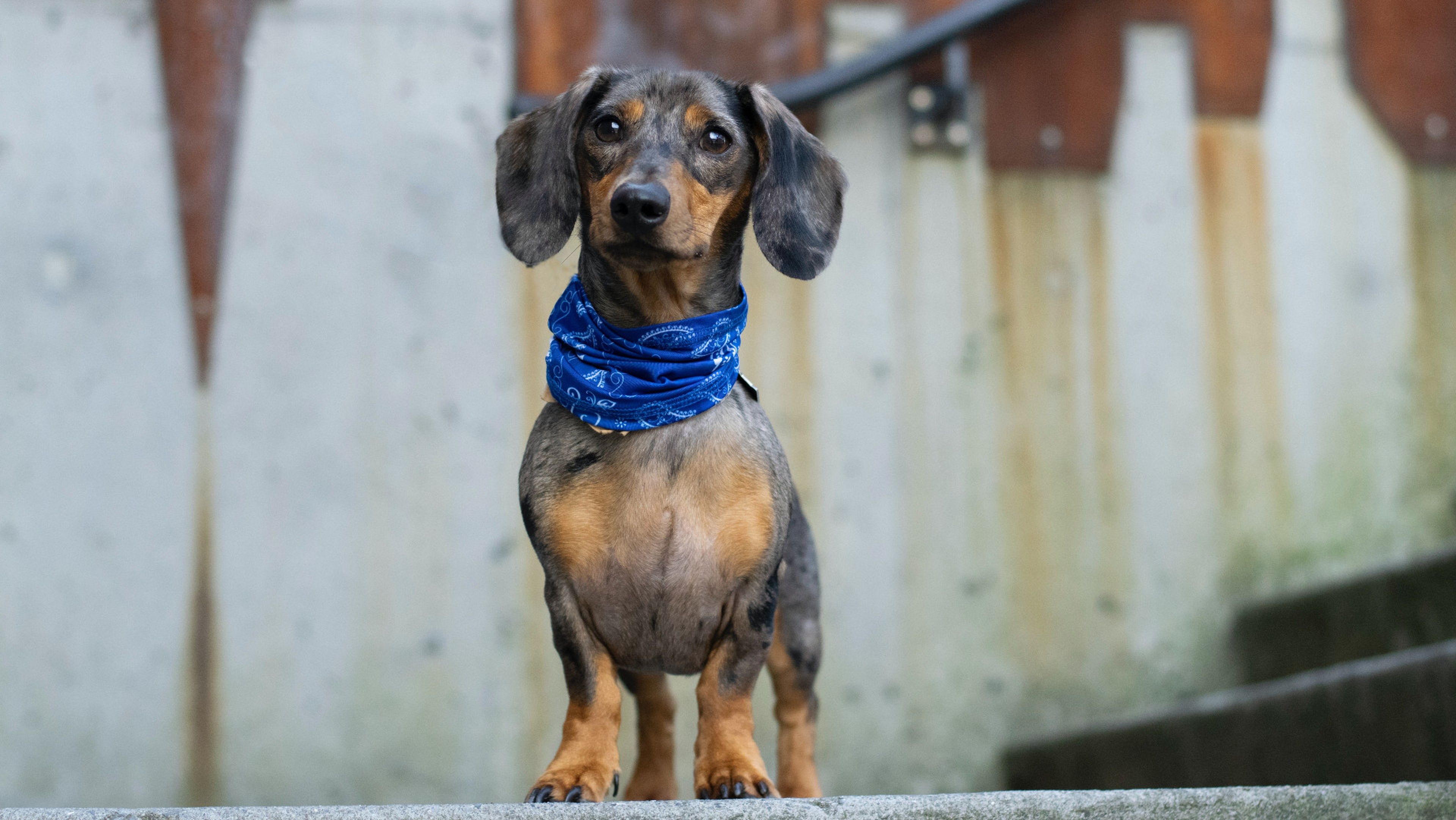 Blue best sale tan dachshund