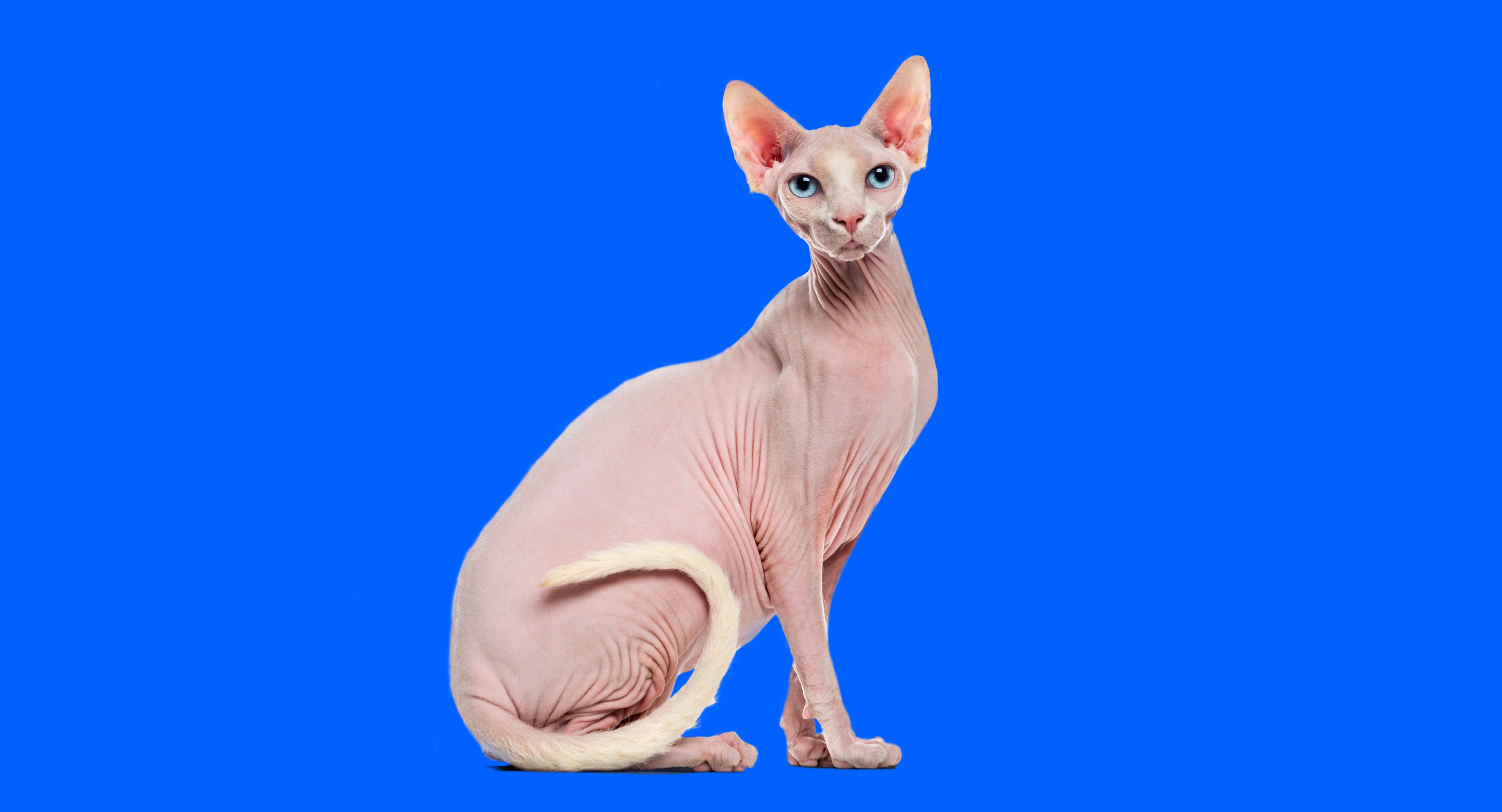 Calico best sale sphynx kitten