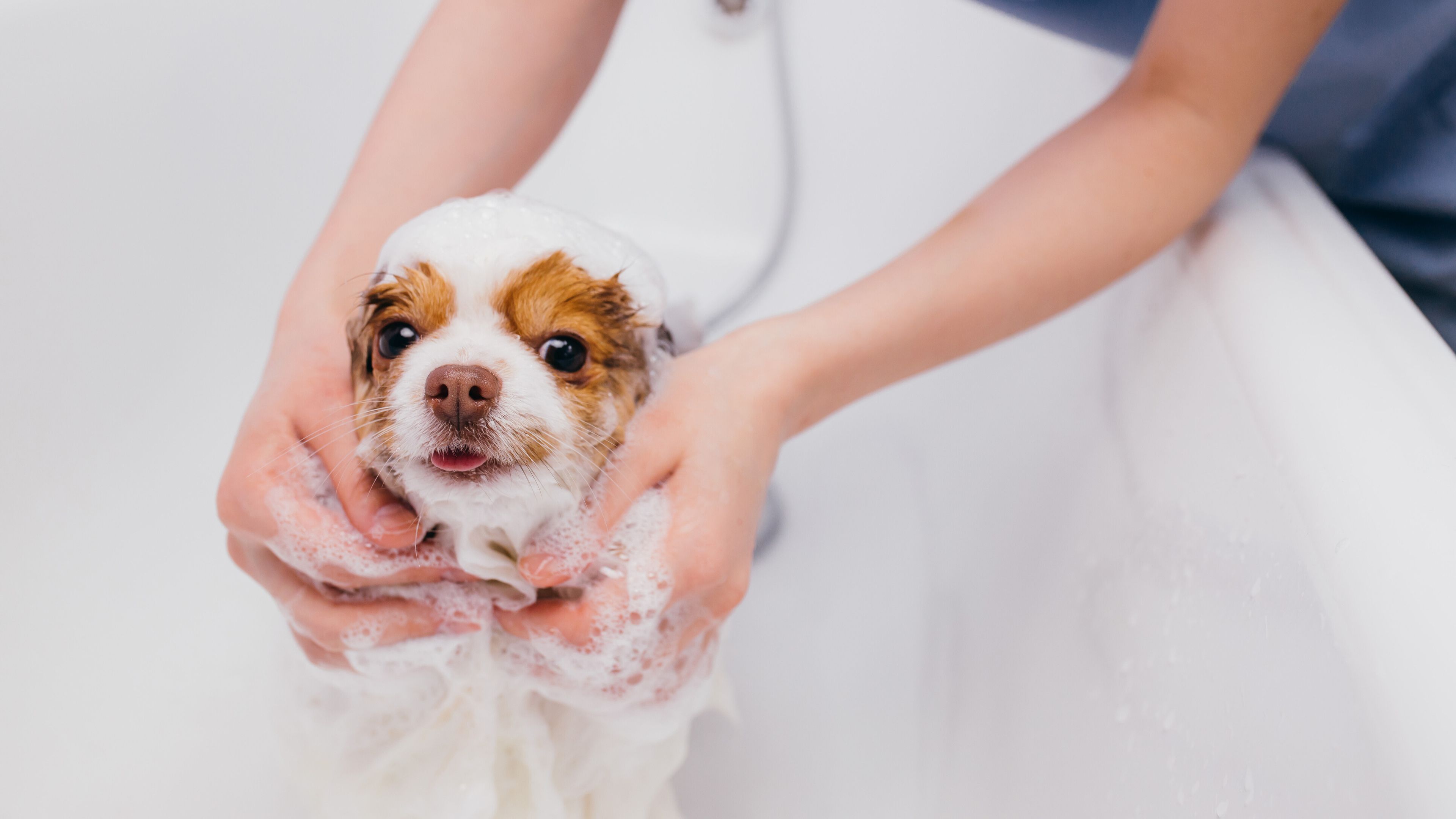 Bathing a puppy sales at 8 weeks