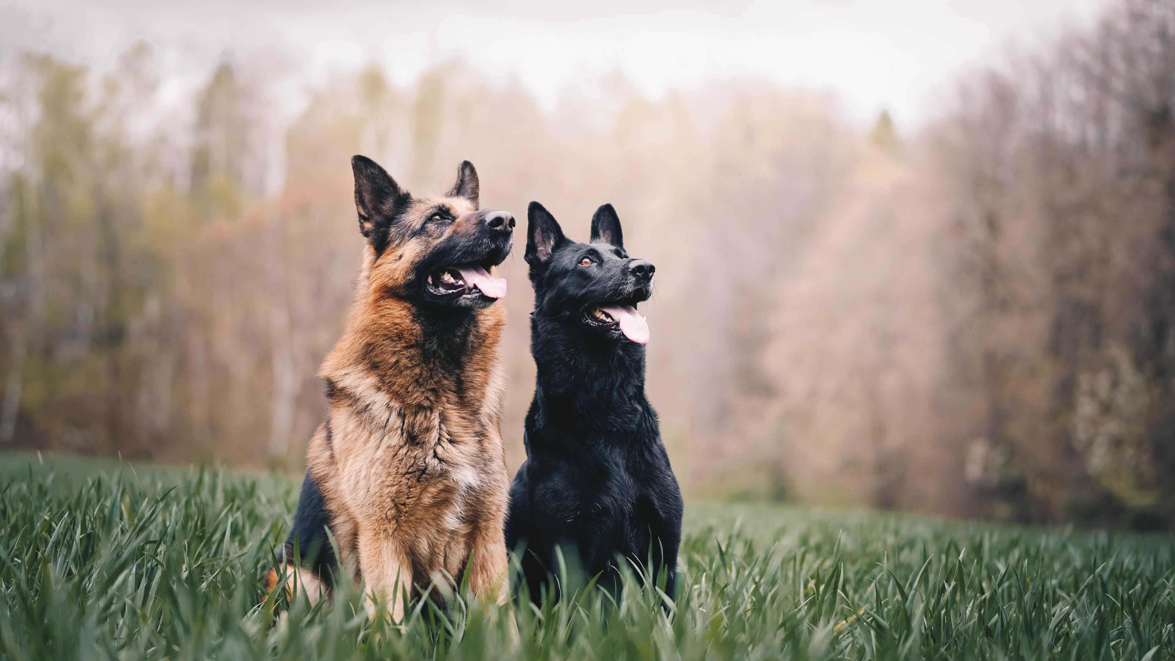 Long haired straight 2024 backed german shepherd