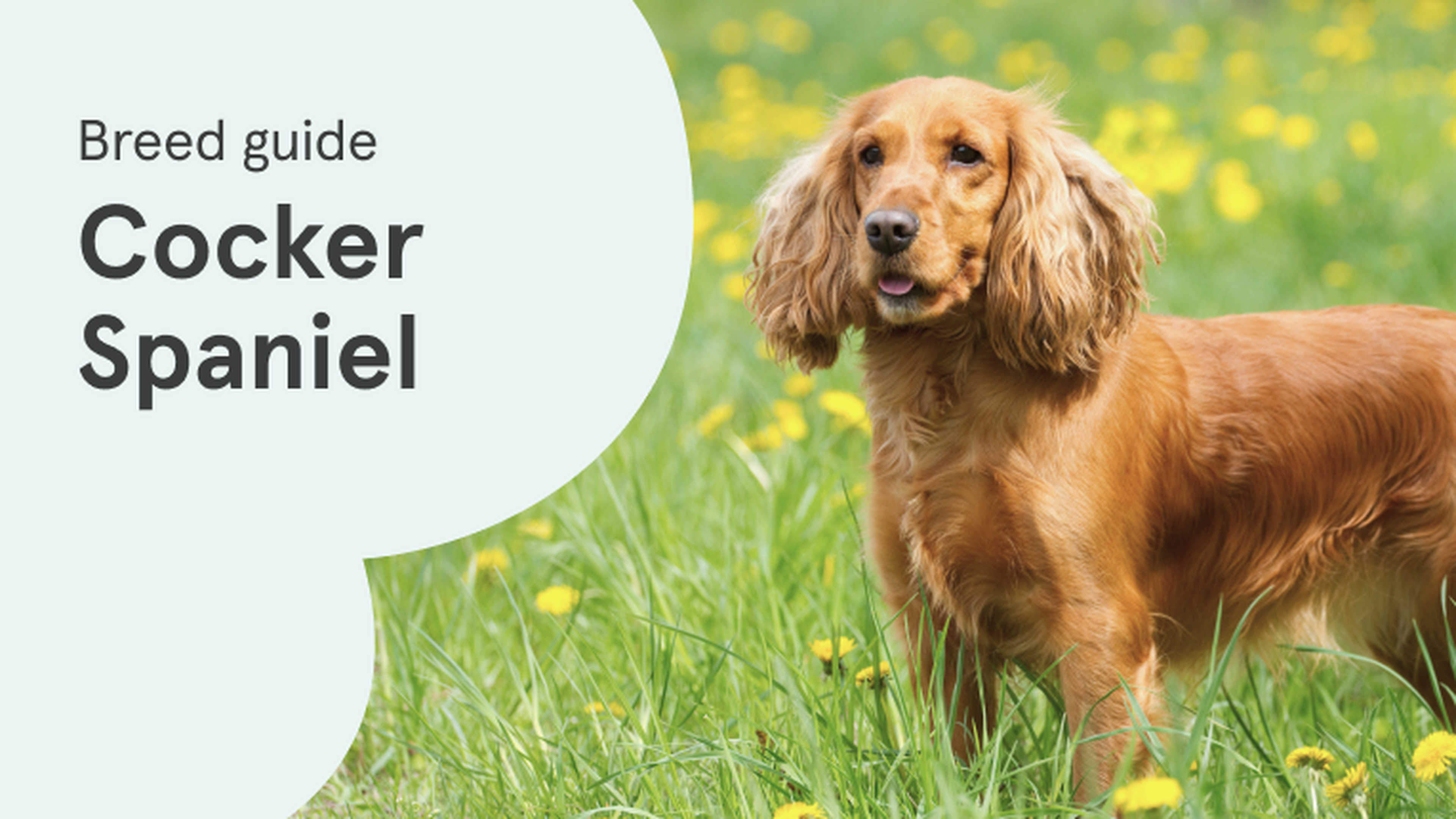 About best sale cocker spaniels