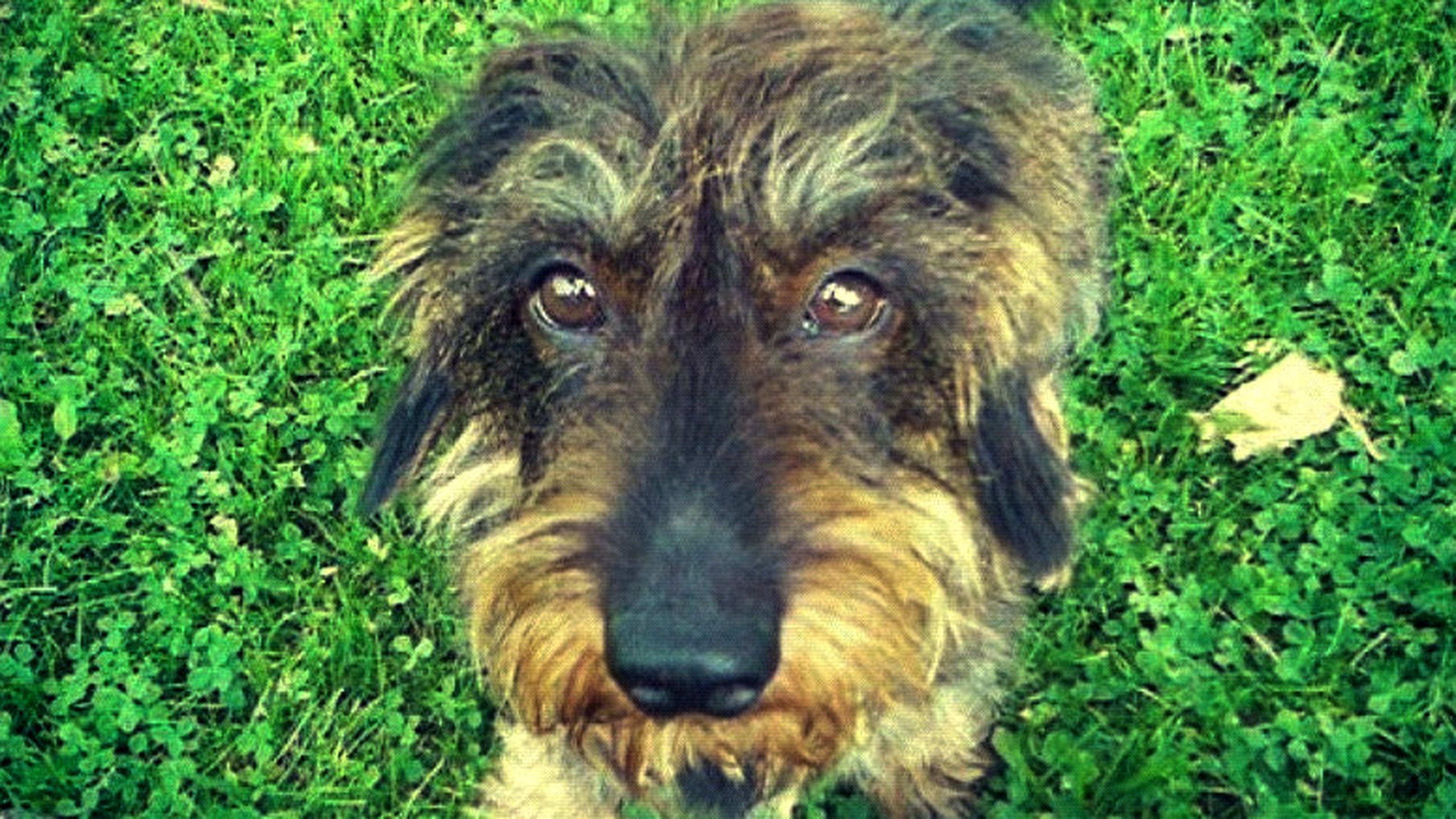 Wire haired best sale irish wolfhound