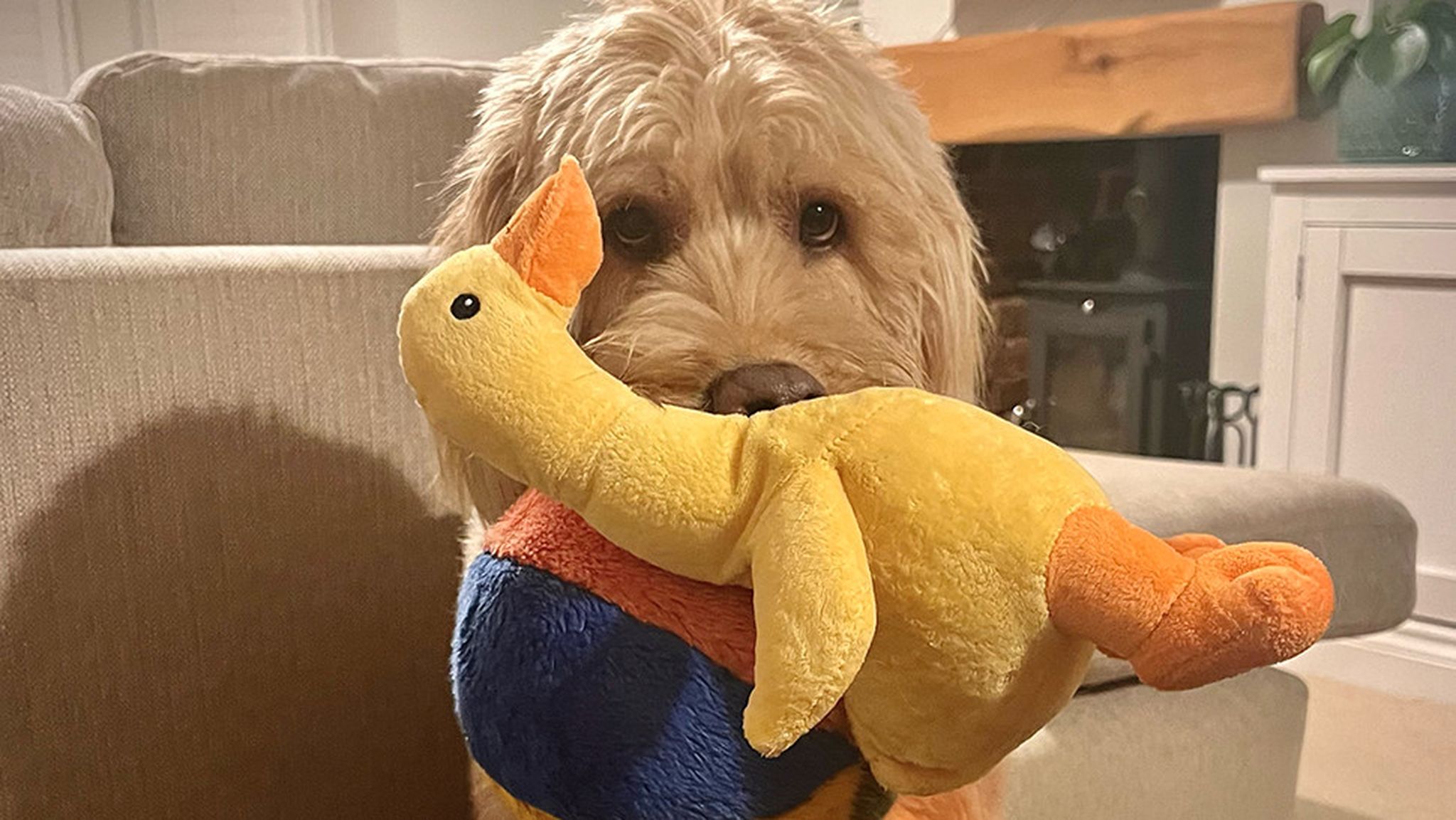About labradoodles cheap