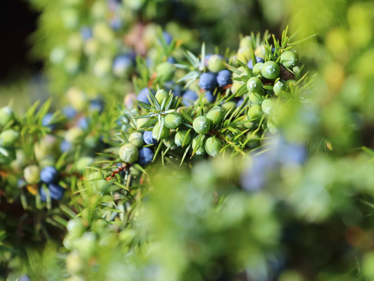 Junipeer, the fastest and most flexible integration platform on the market