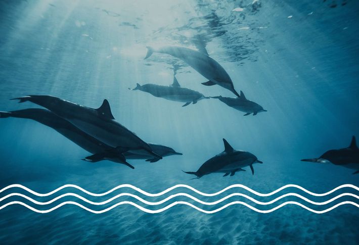 Eine Schule an Delfinen schwimmt Unterwasser durch ein klares, hellblaues Meer. Quer durch das Bild ziehen sich weiße, gewellte Linien.