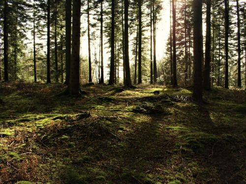 Ein sattgrüner, mit Moos bewachsener Waldboden mit vielen Nadelbäumen im Licht der untergehenden Sonne.