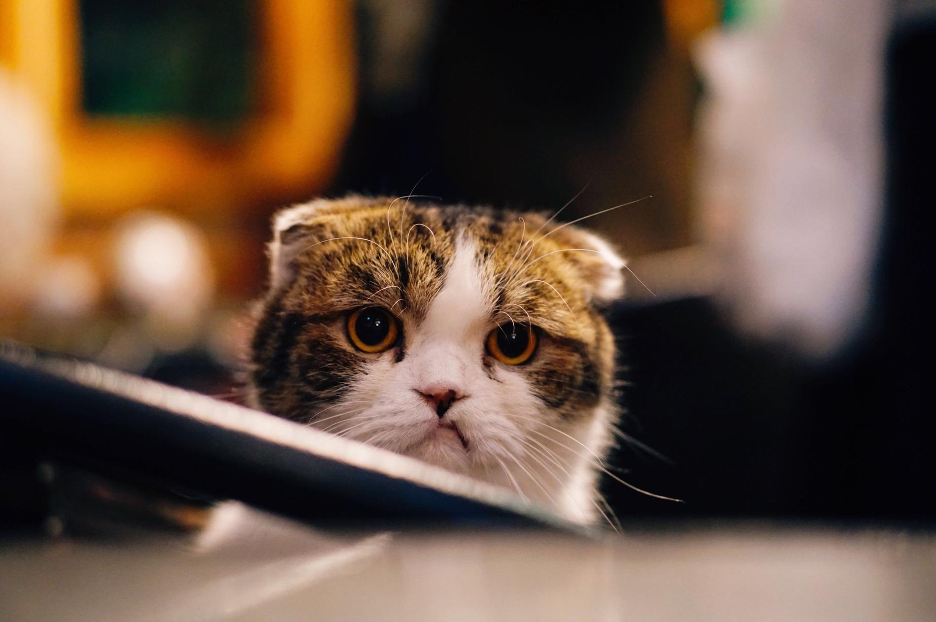 Eine weiß-braun-schwarz gemusterte Katze schaut mürrisch ind ie Kamera. Der Hintergrund ist verschwommen.