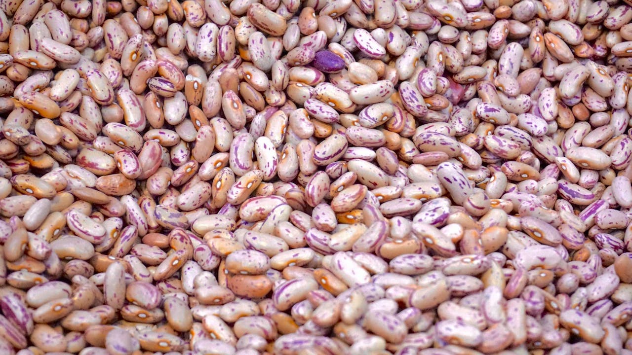 Plant based proteins
