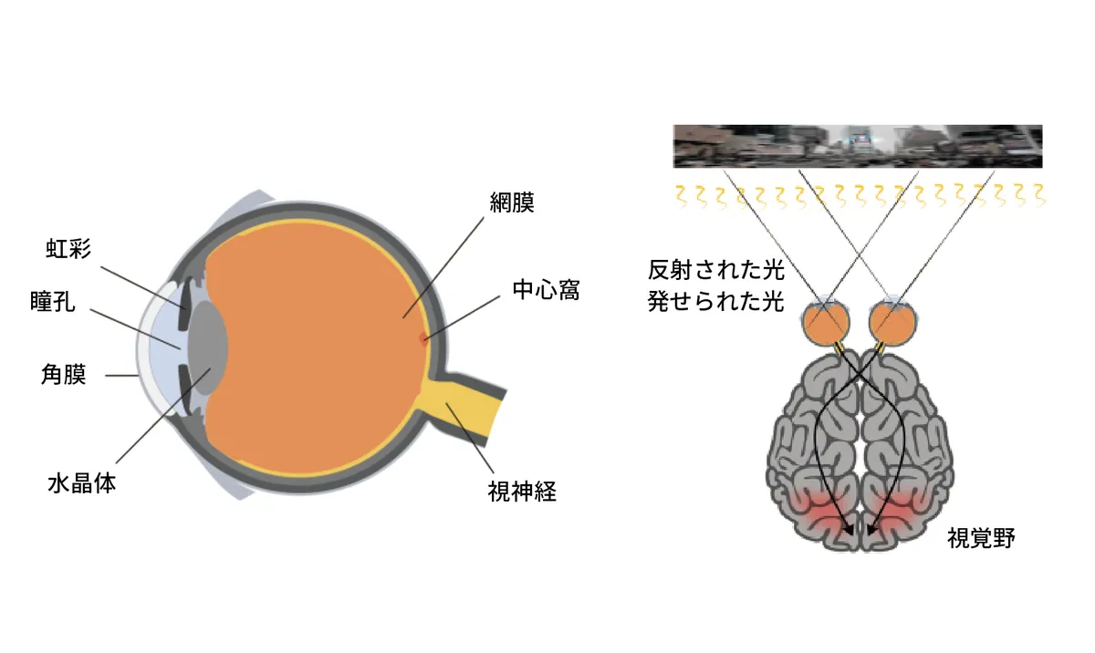 1. 人の目の構造図と脳の視覚野への伝達のイメージ