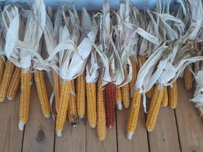 Several ears of dried corn with husks attached, mostly yellow with one red ear, laid out on a wooden surface.