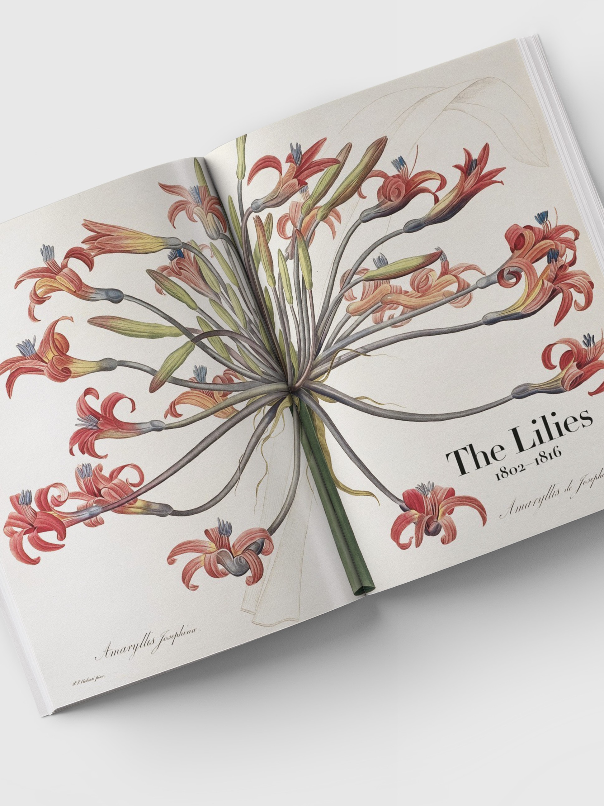 The book of flowers Librairie Herbarium