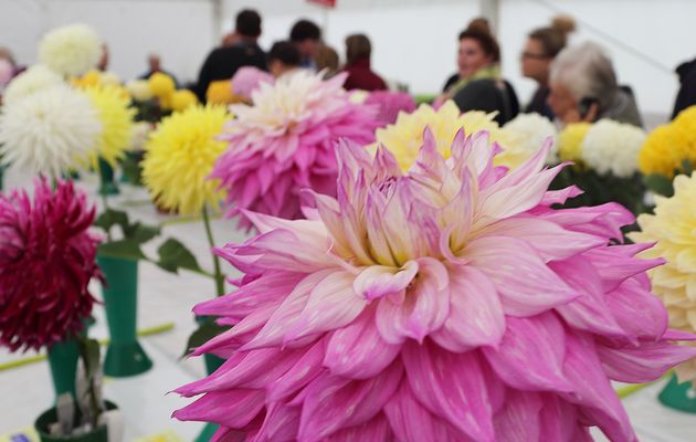Flowers on display at a flower show