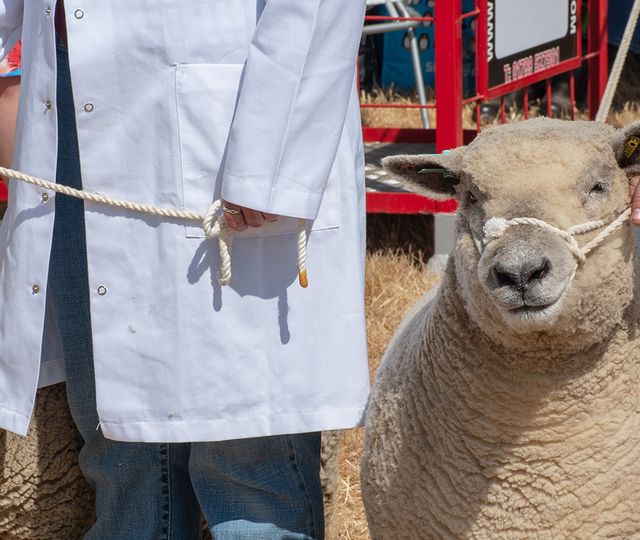 A group of people standing next to a group of sheep.