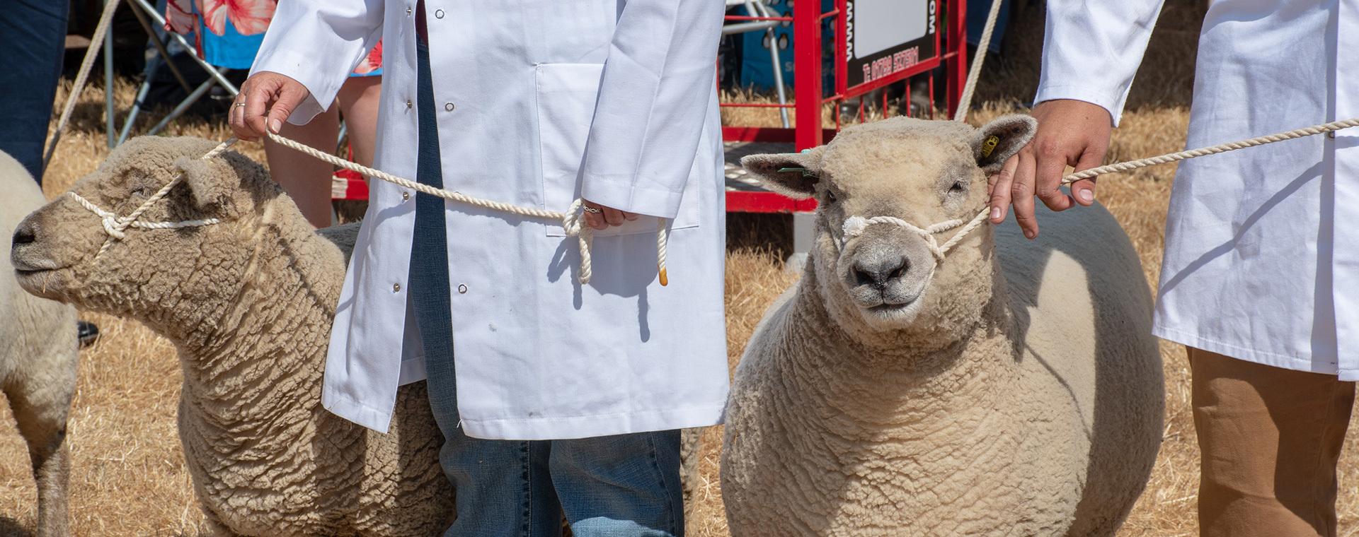 A group of people standing next to a group of sheep.