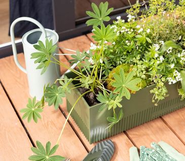 Blumenkasten mit verschiedenen Pflanzen neben Gießkanne und kleiner Schaufel mit Gartenhandschuhen.