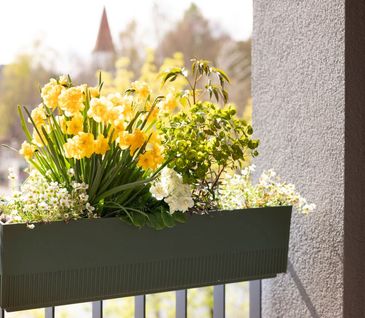 Blumenkasten auf Balkon mit gelben und weißen Blumen.
