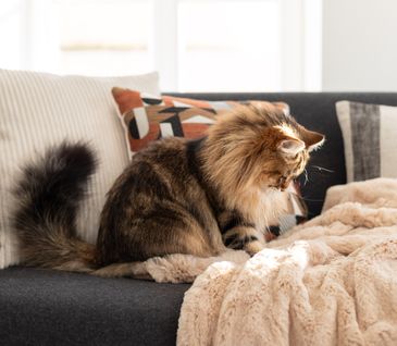 Katze auf Sofa mit beiger Decke und Kissen.