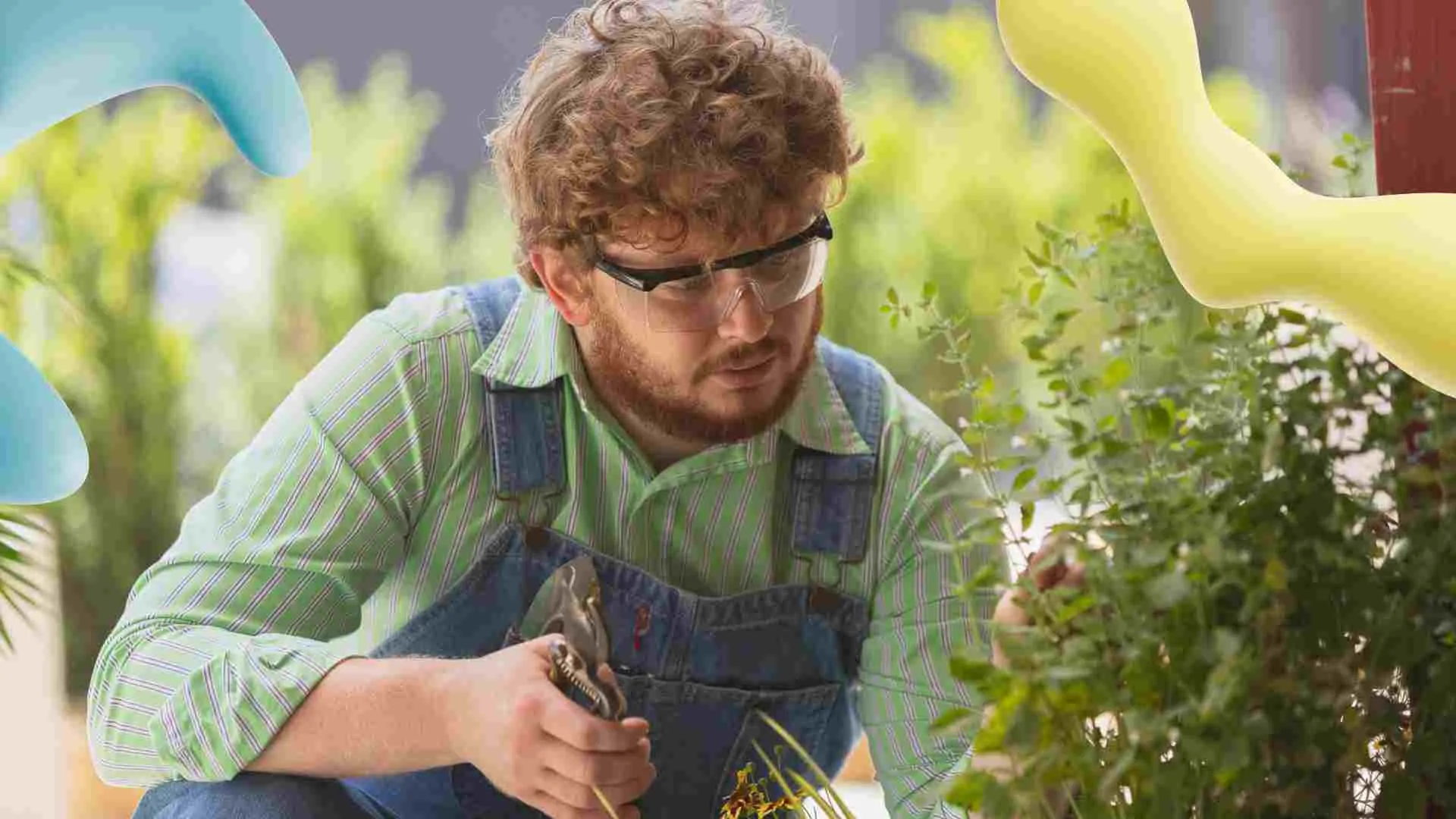 A man in denim overalls, green shirt, and safety glasses prunes a green plant with shears, focused on his task.