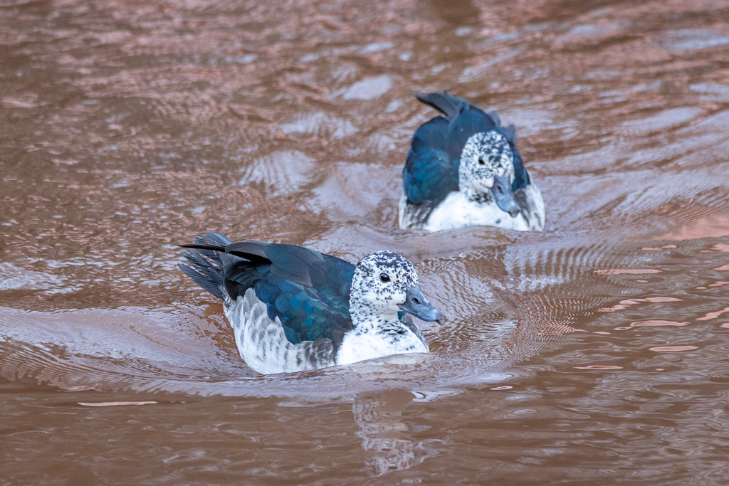 knob billed duck sarkidiornis melanotos Knob-billed Visit Knob-billed Duck | Paignton
