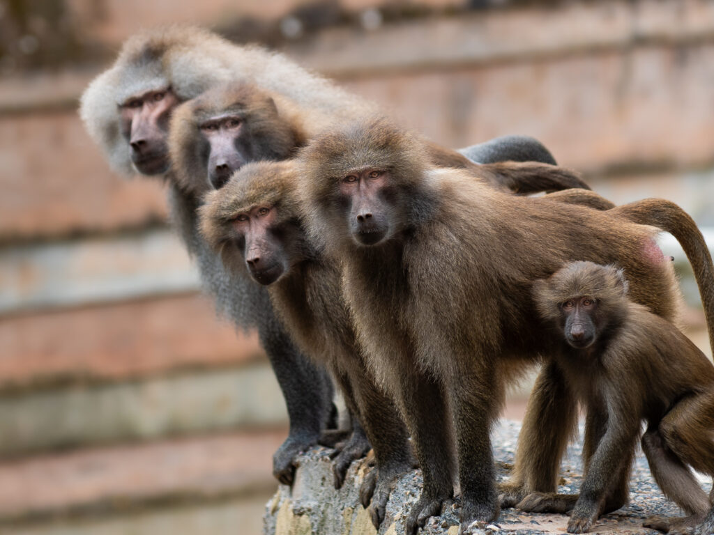 Visit Hamadryas Baboon | Paignton Zoo