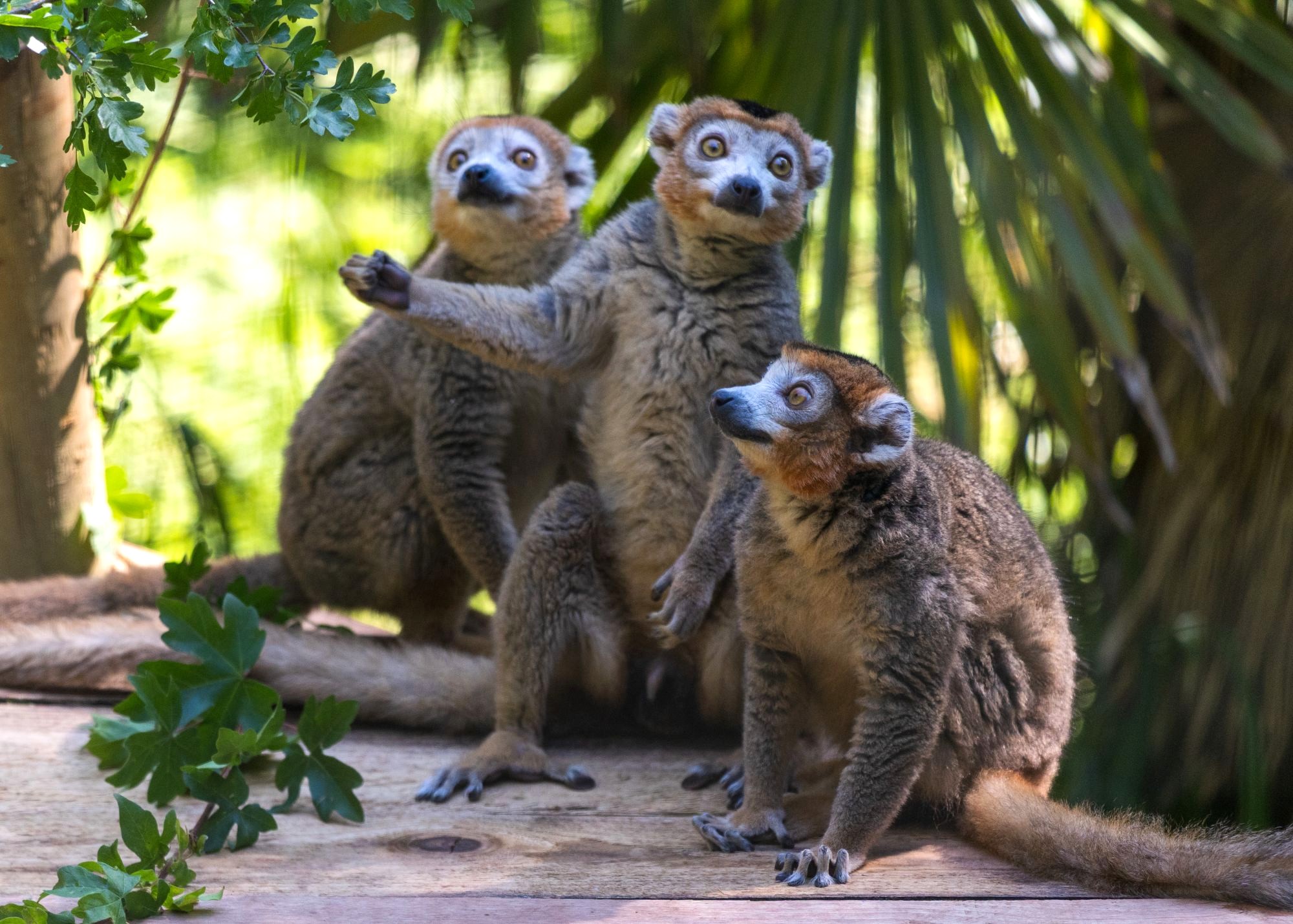 Visit crowned lemur | Paignton Zoo