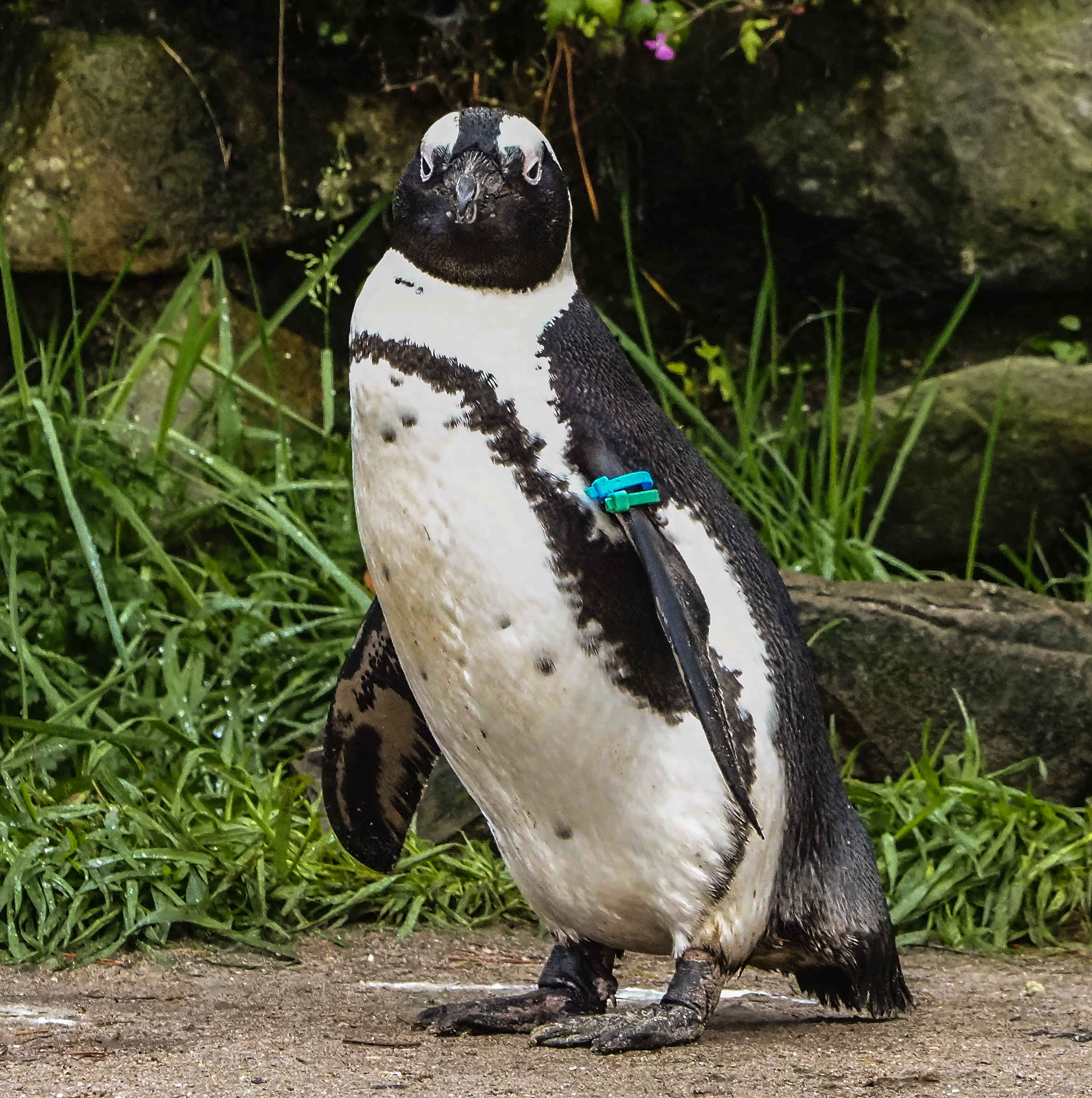 African penguin | All information | Beekse Bergen