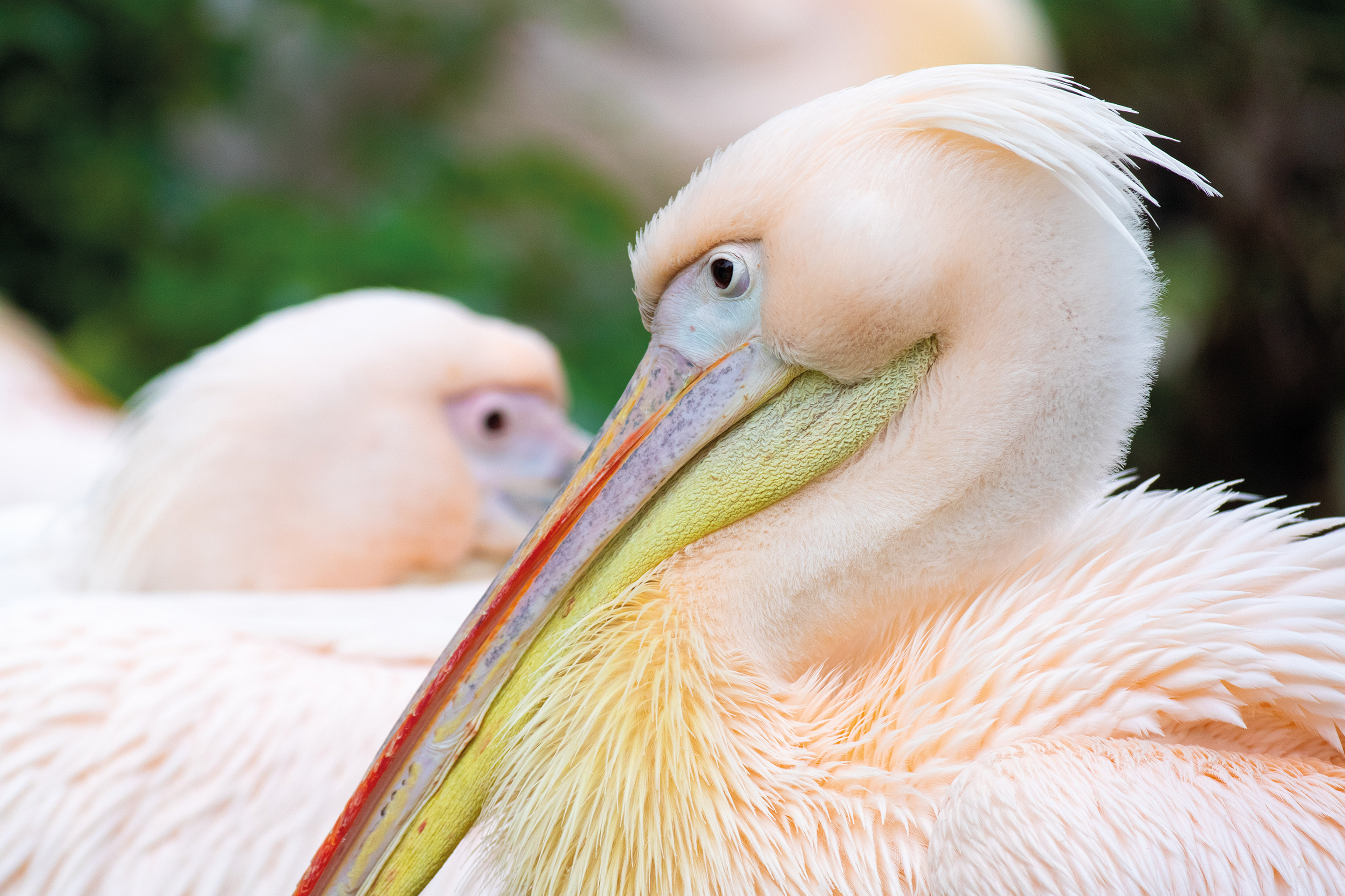 Roze pelikaan close-up AquaZoo Leeuwarden