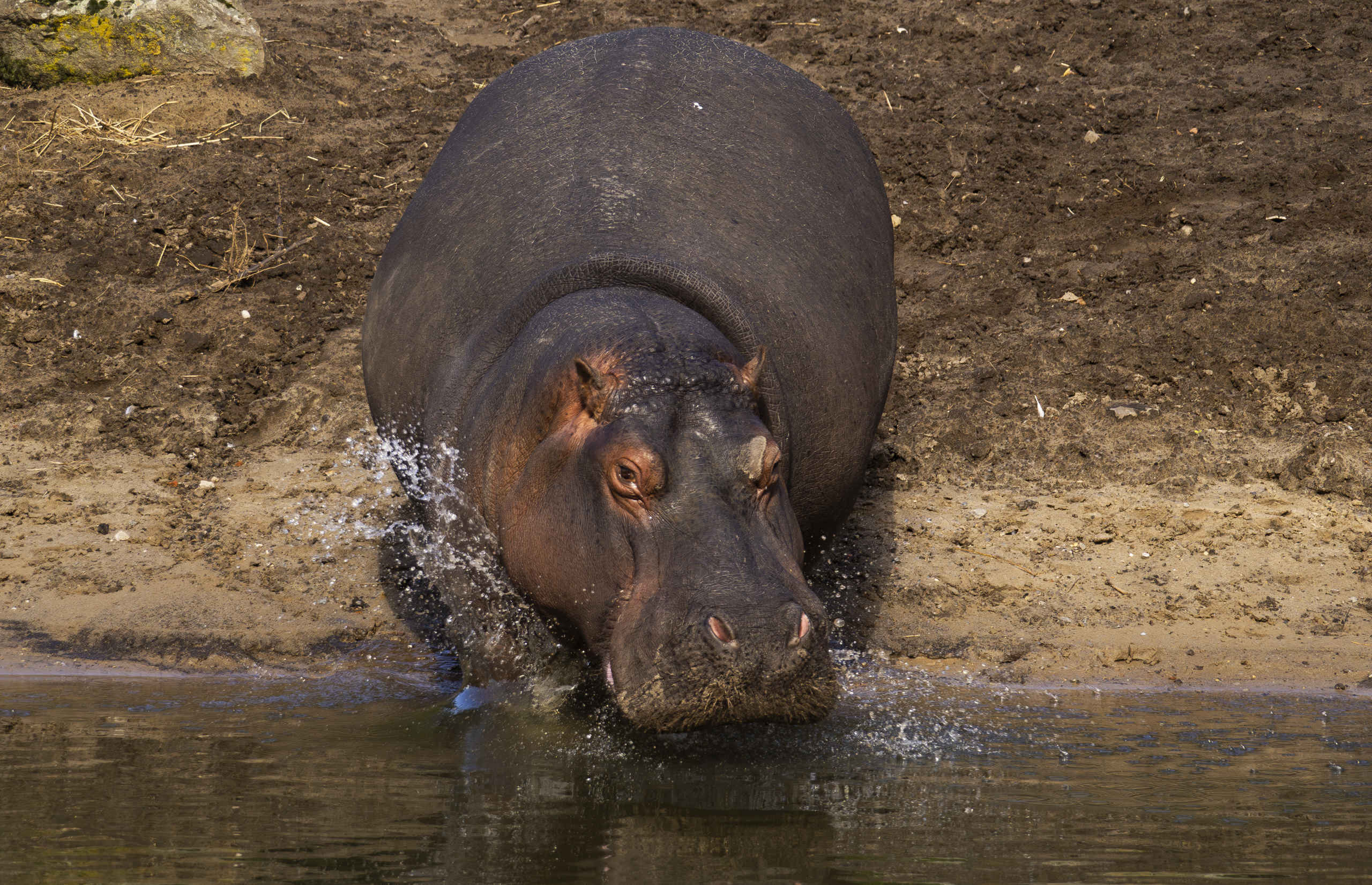 Hippopotamus | All information | Beekse Bergen