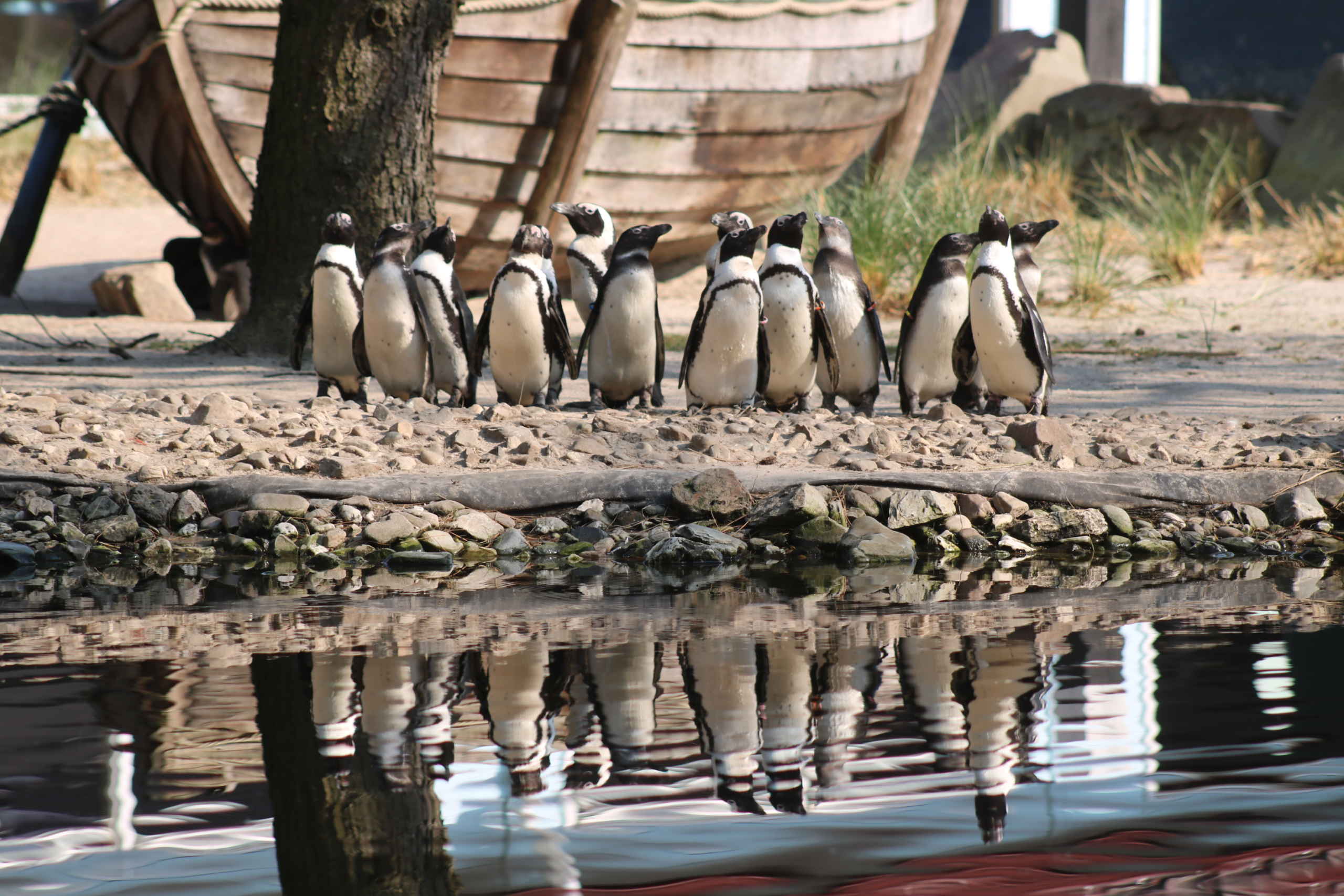 Expeditiegebied Boulders Beach - Zooparc Overloon