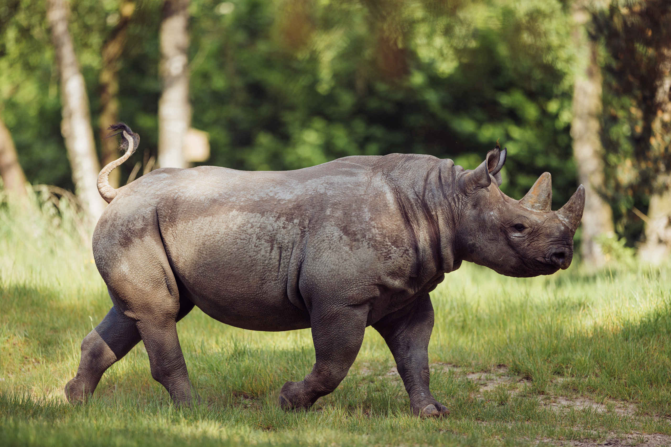 Kenya Rhino Range Expansion | Beekse Bergen