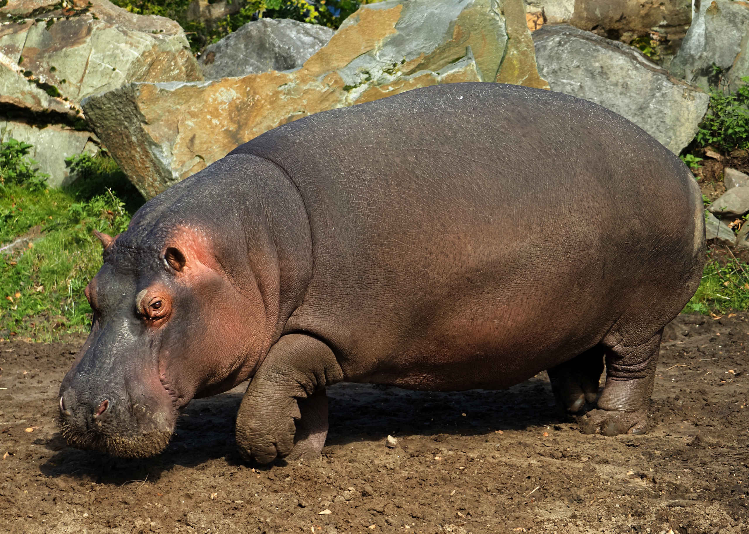 Hippopotamus | All information | Beekse Bergen
